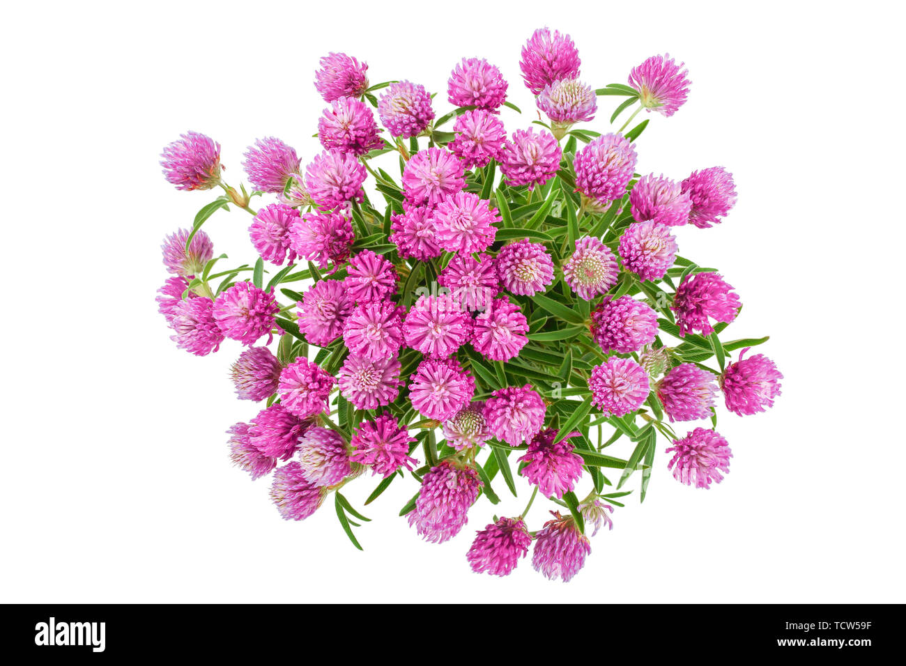 flower of a red clover clover with leaves and a stem close-up isolated on a white background. Top view. Stock Photo