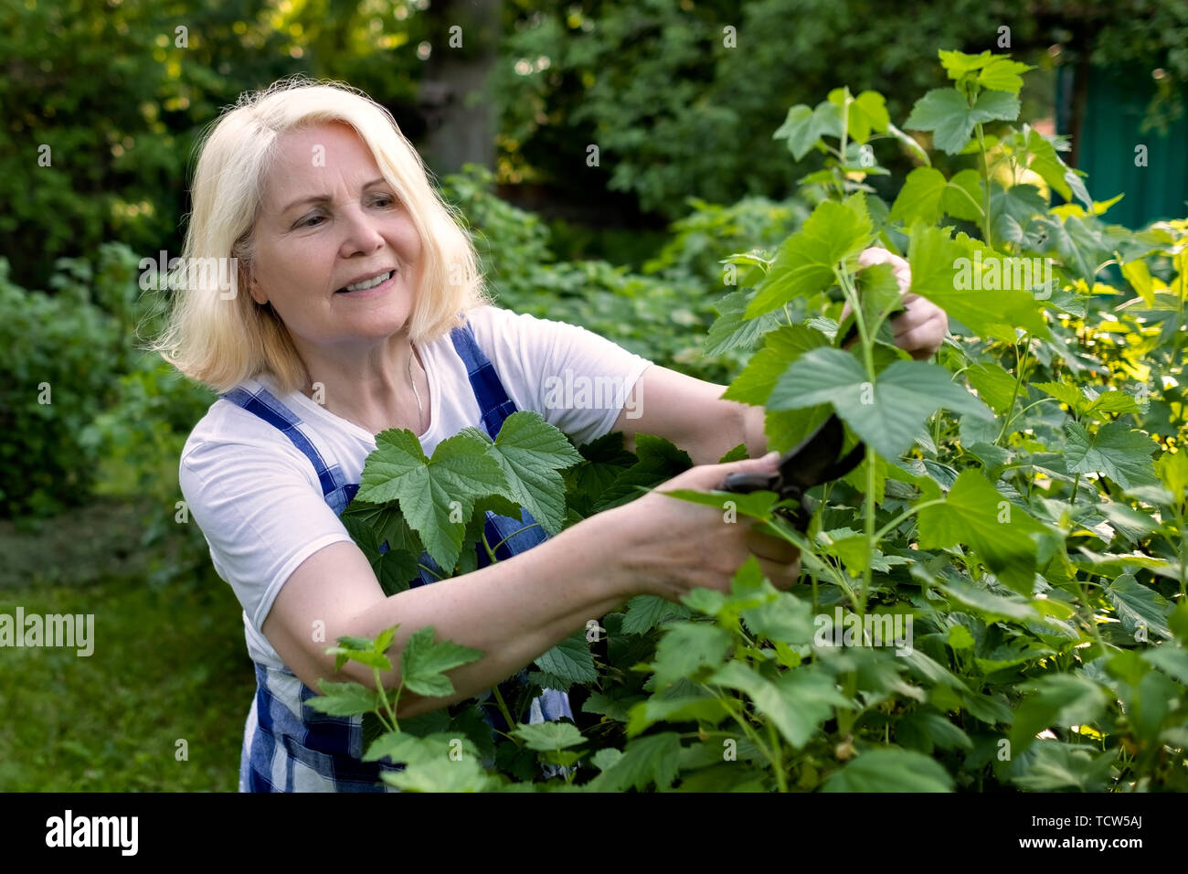 Senior woman cutting trimming branches doing garden work Stock Photo