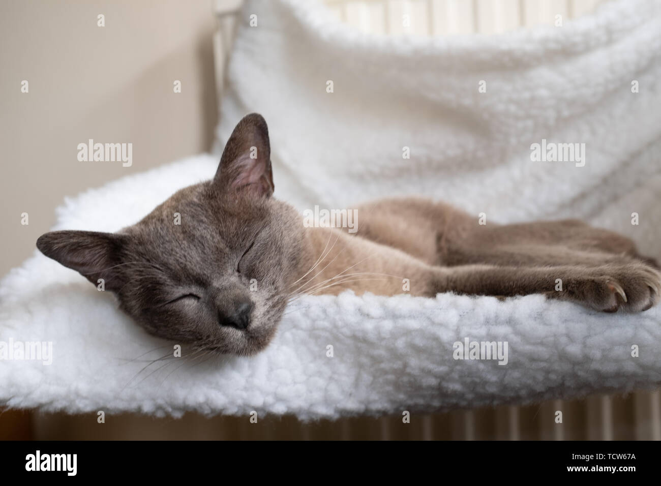A close up of a beautiful domestic cat sleeping in a small white hammock attached to a radiator, nobody in the image Stock Photo