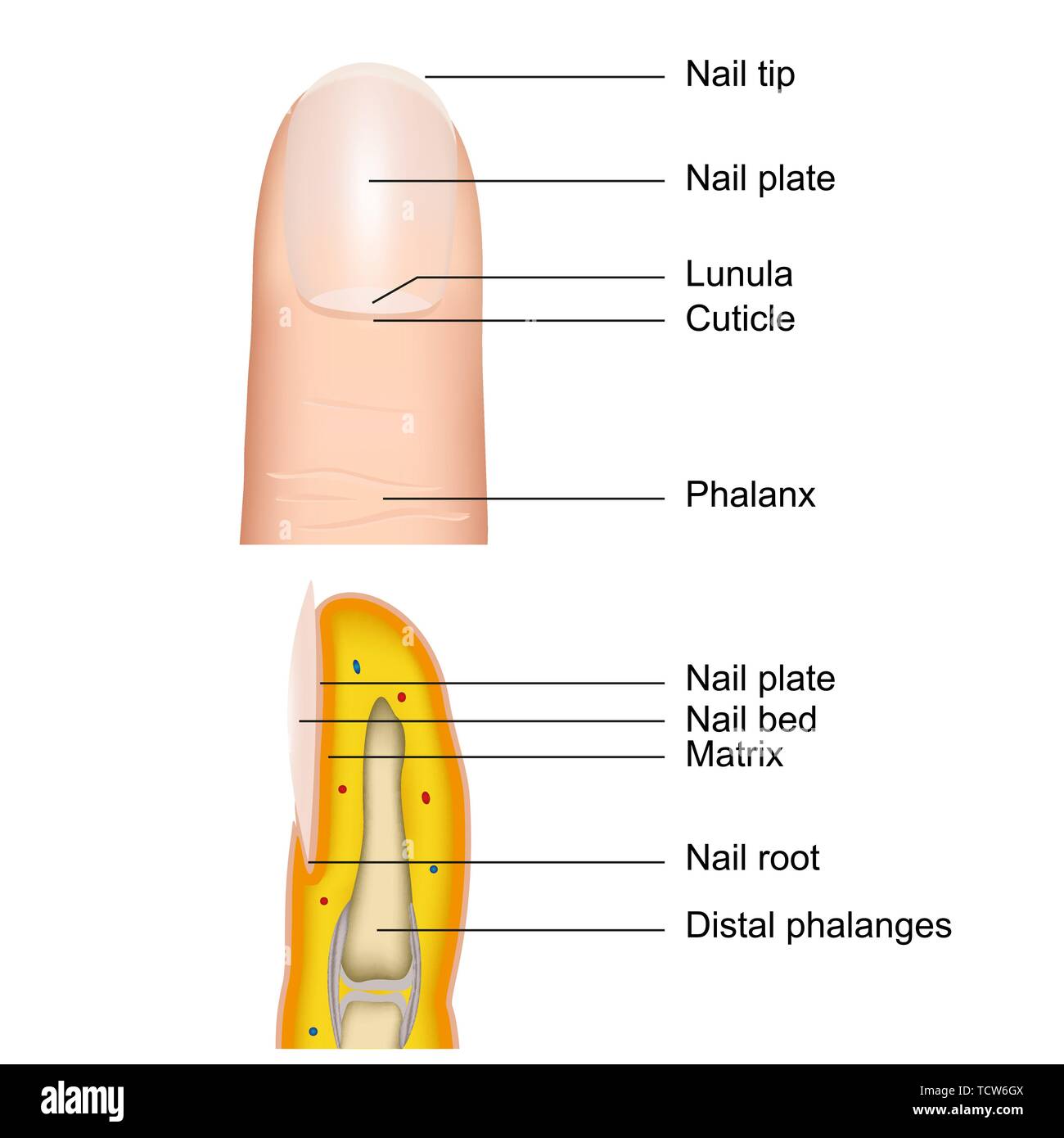 Nail anatomy structure training poster flat style design vector  illustration. Human hand fingernail anatomy medical scheme. Stock Vector |  Adobe Stock