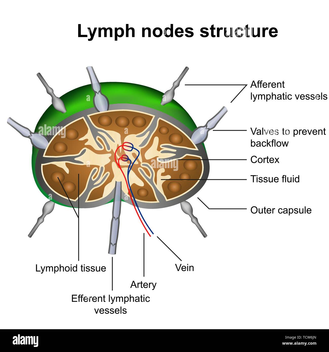 Lymph nodes structure medical vector illustration infographic on white background Stock Vector