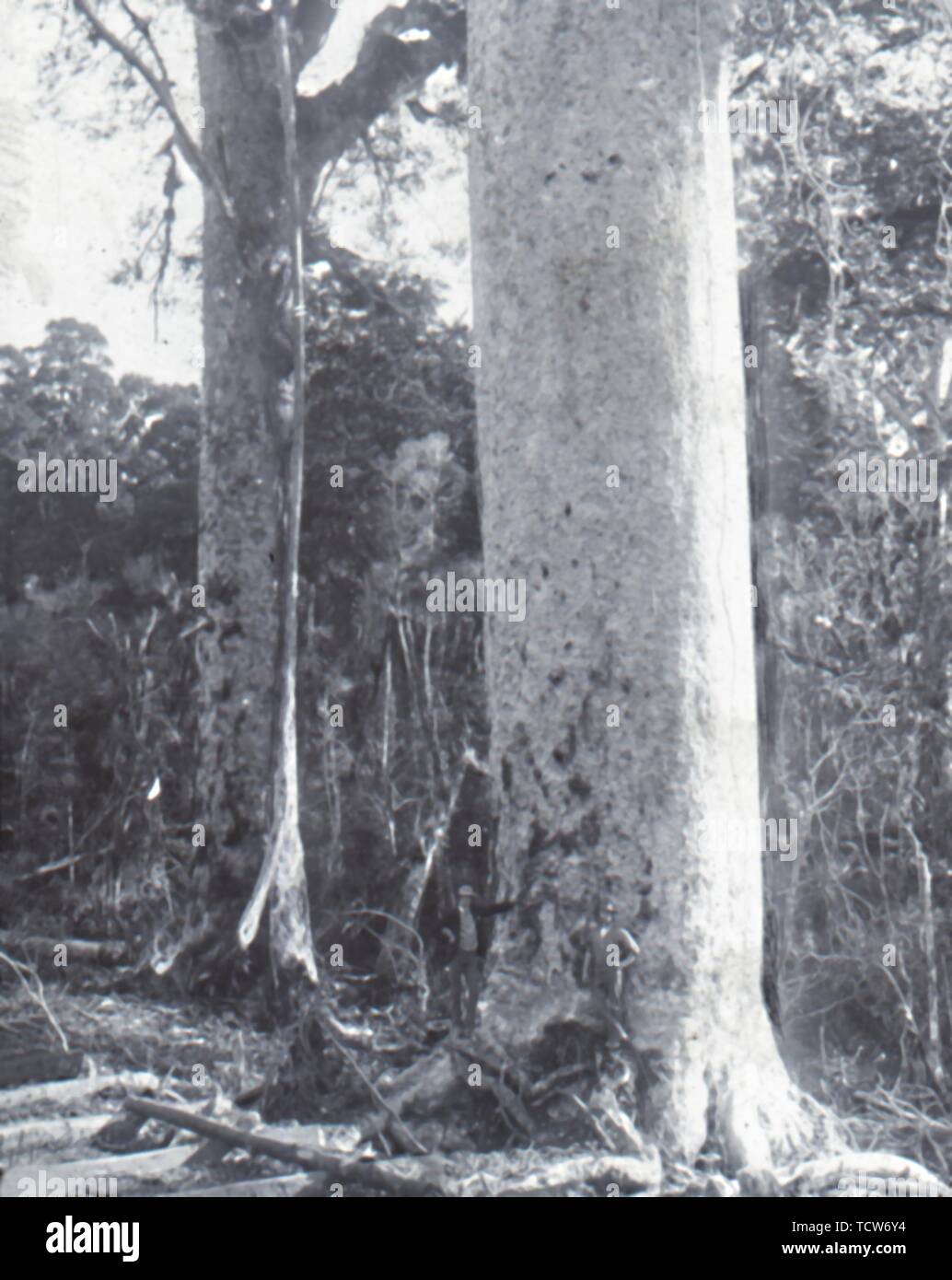 'Giant Kauri Tree', late 19th-early 20th century.  Creator: Unknown. Stock Photo