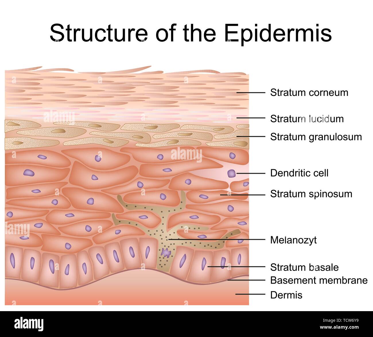 Structure of the epidermis medical vector illustration, dermis anatomy eps 10 Stock Vector