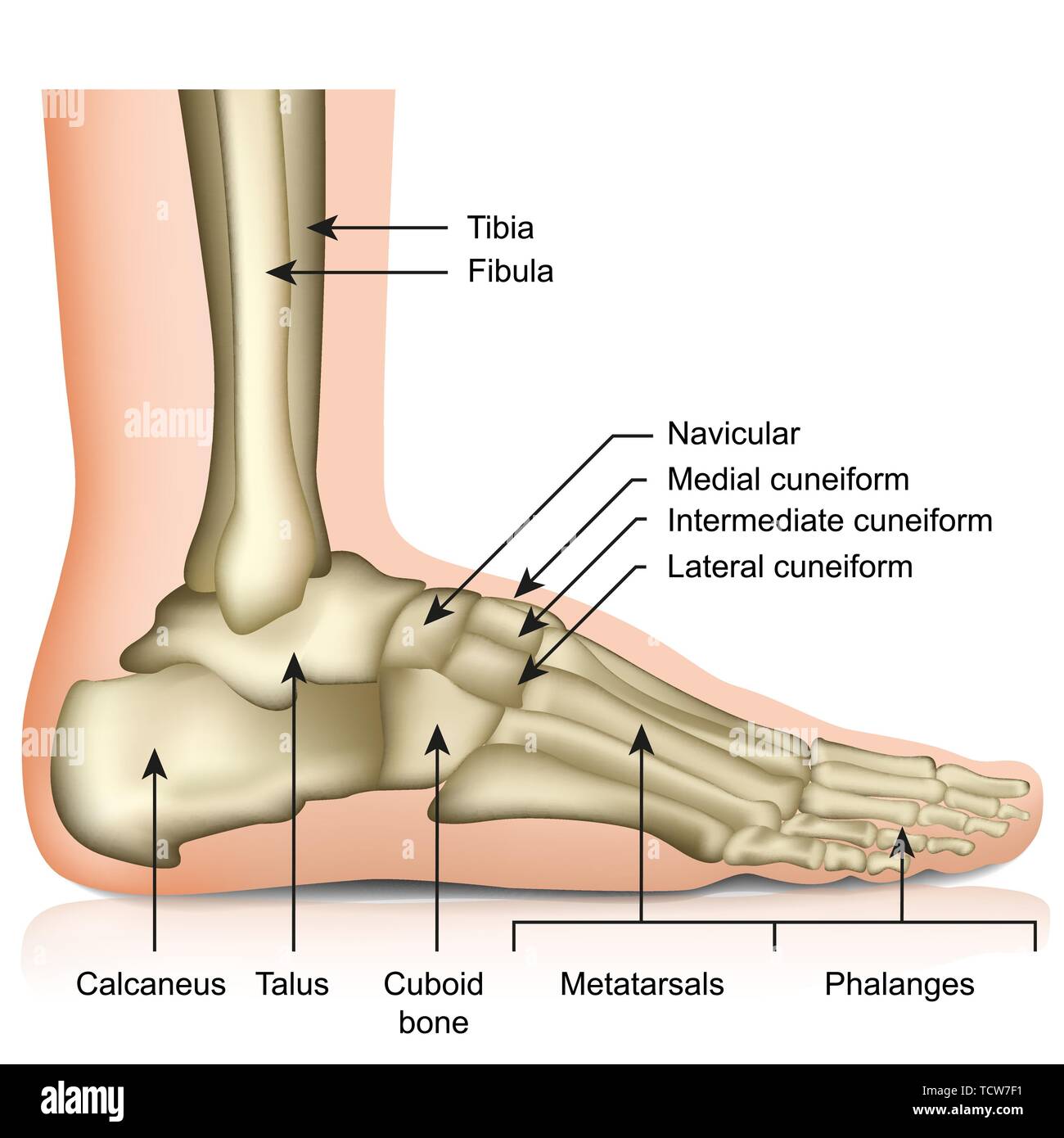 Bones of the foot and ankle joint medical vector illustration isolated on white background eps 10 infographic Stock Vector