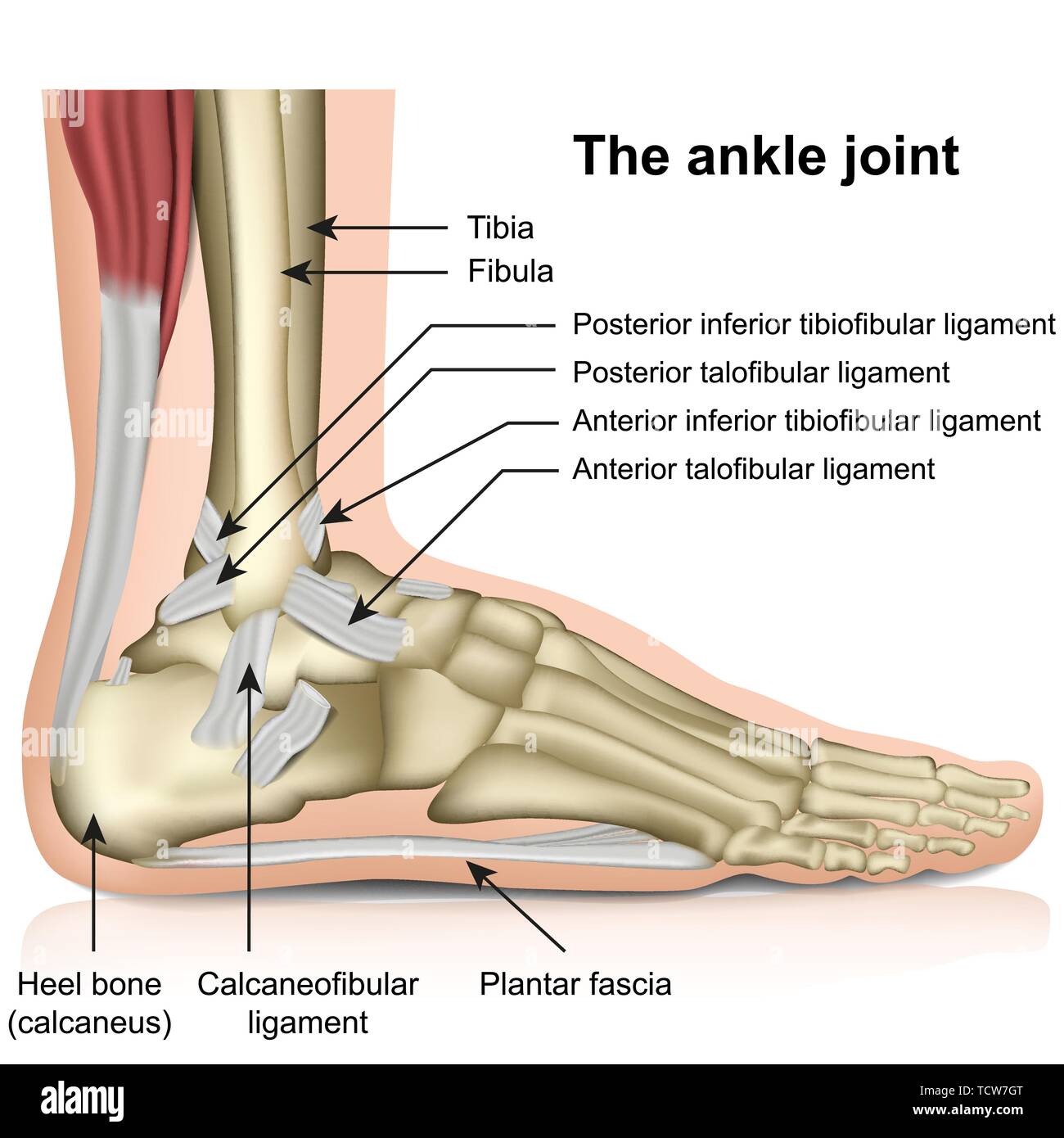 The ankle joint, tendons of the ankle joint foot anatomy vector illustration eps 10 infographic Stock Vector