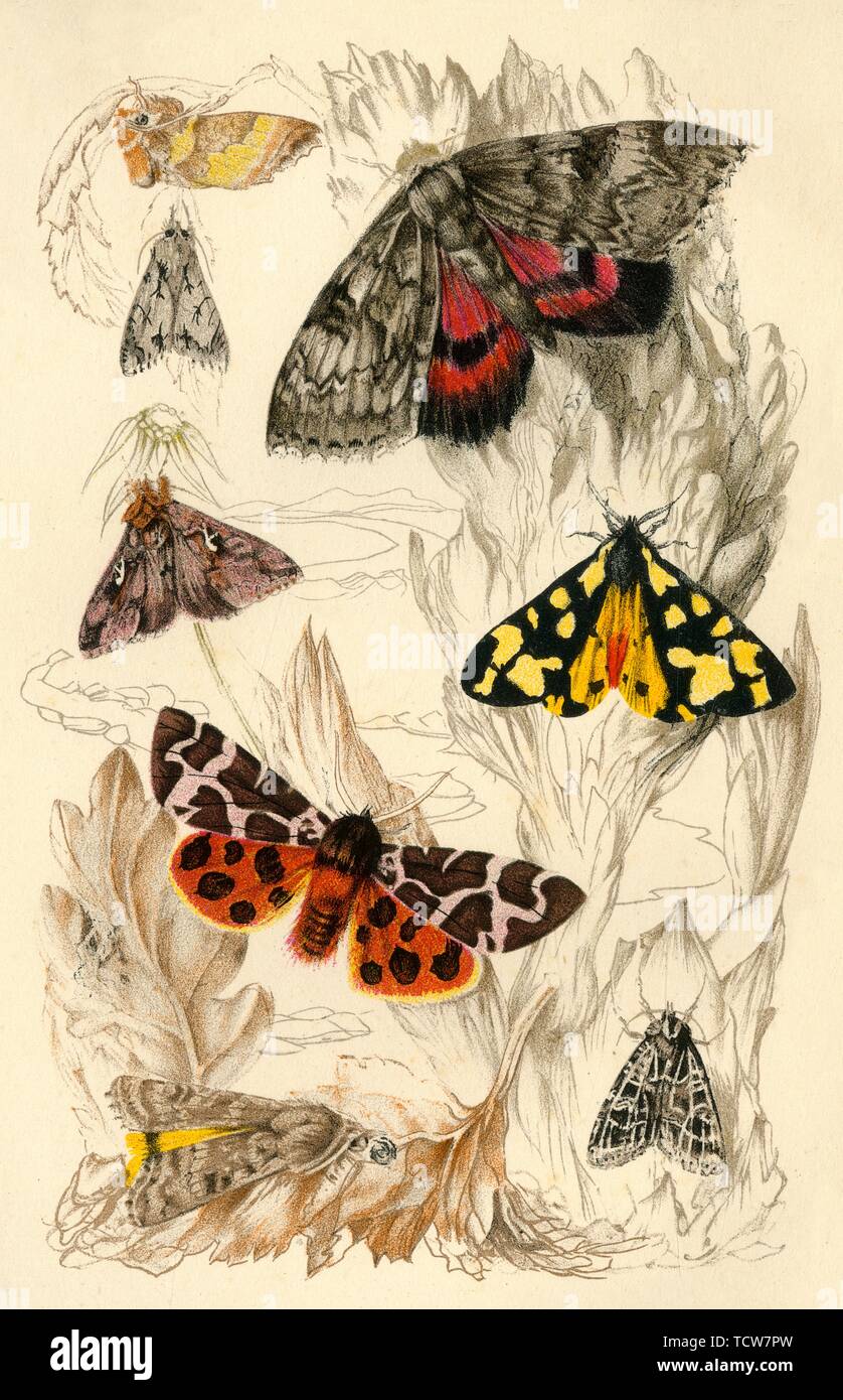 Moths, 19th century. Creator: Unknown. Stock Photo