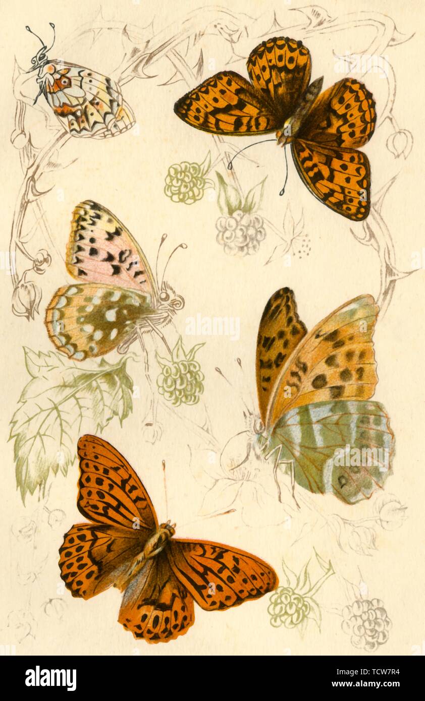 Fritillary butterflies, 19th century. Creator: Unknown. Stock Photo