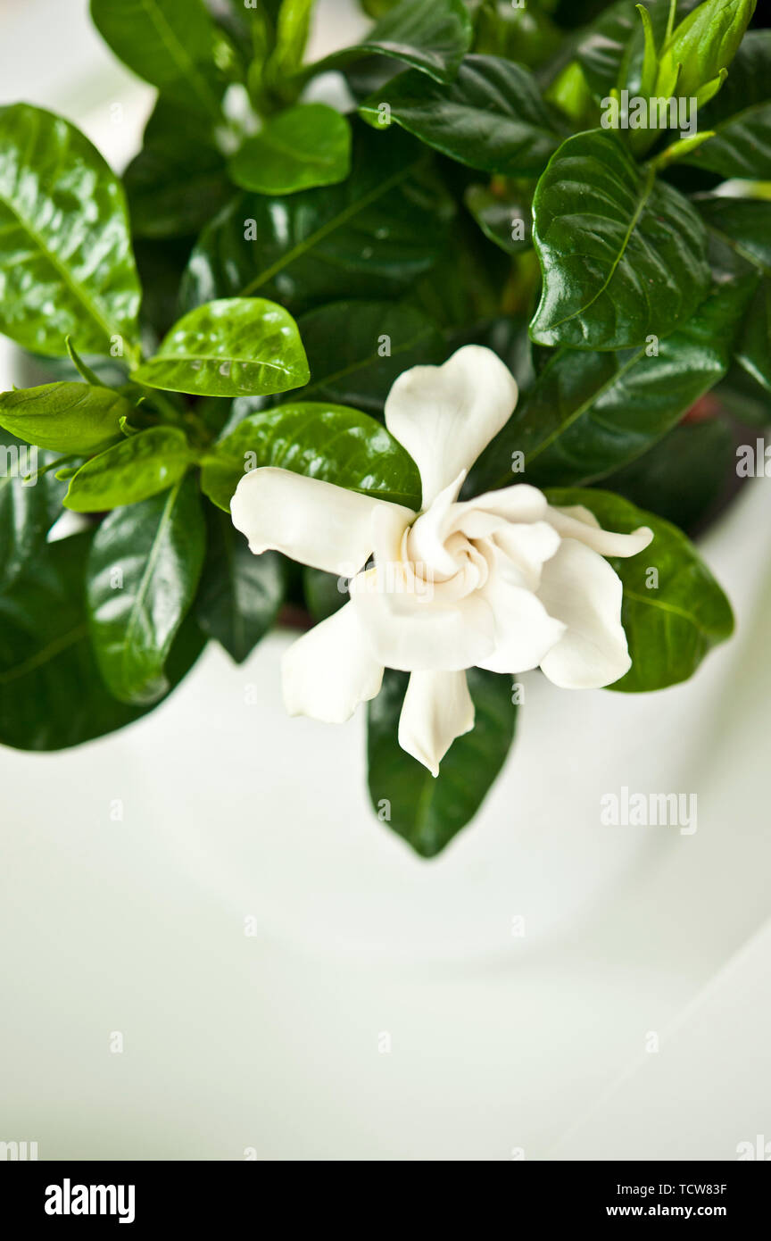 Gardenia in vase hires stock photography and images Alamy