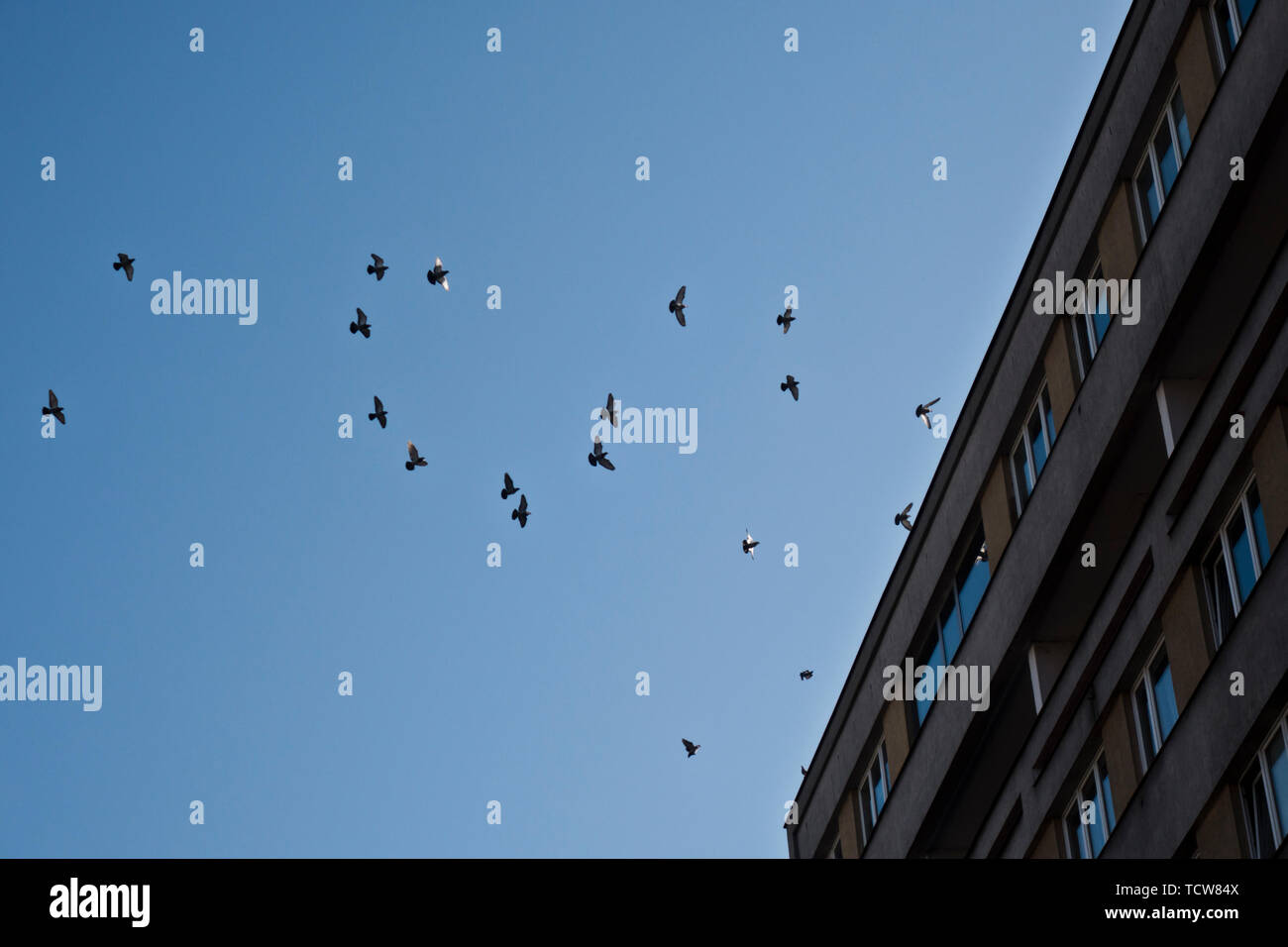 flock of pigeons flying by a building Stock Photo