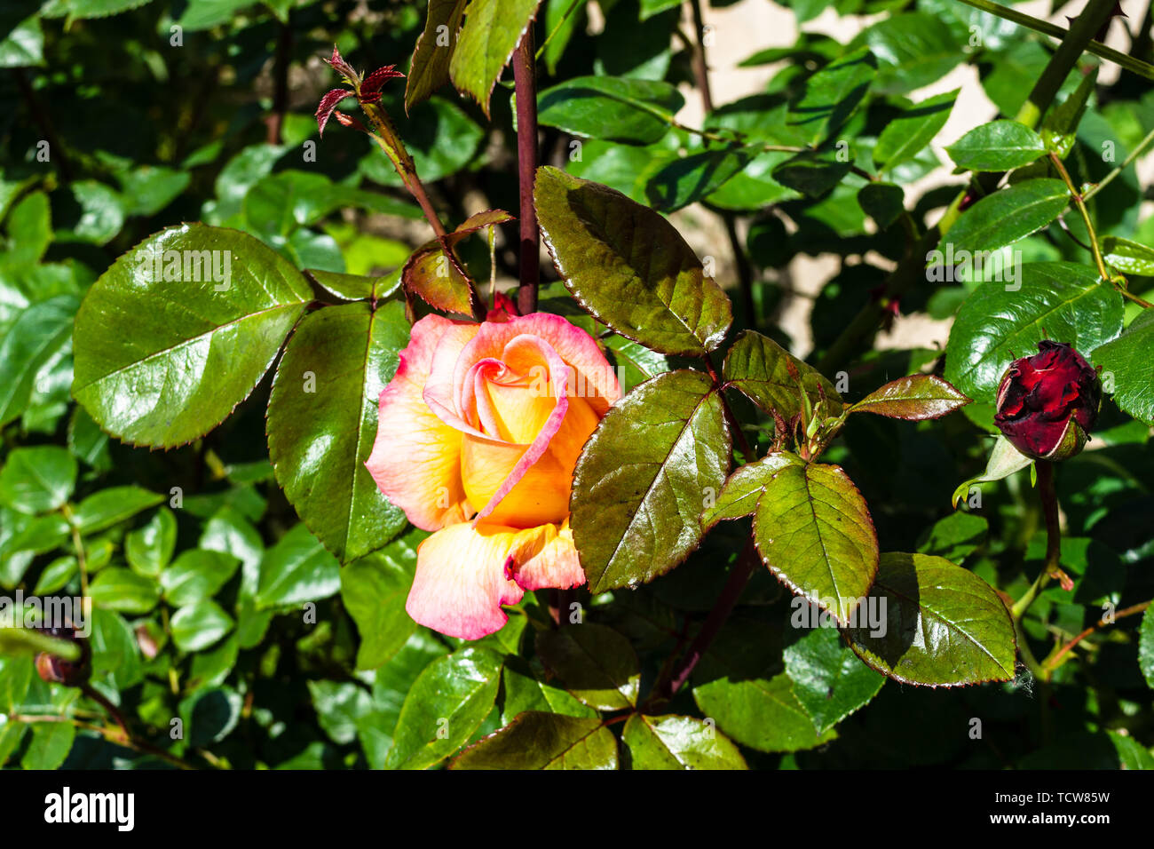 Pink Rose Flower Detail Bud Petals Blossom High Resolution Stock Photography And Images Alamy Pink Rose Flower Detail Bud Petals Blossom High Resolution Stock Photography And Images Alamy