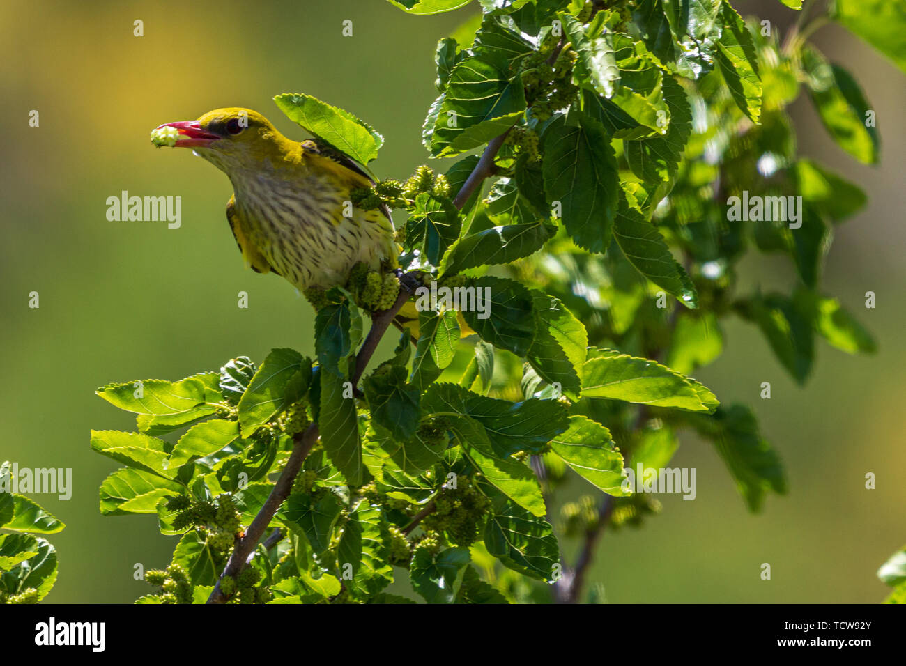 Oriolus oriolus, Female Eurasian Golden Oriole Perching in a Mulberry Tree, with a Mulberry Fruit in Her Beak, Morus Alba Stock Photo