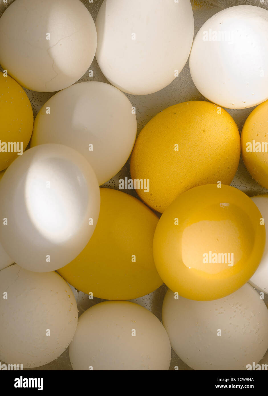 colorful hen eggs in water Stock Photo