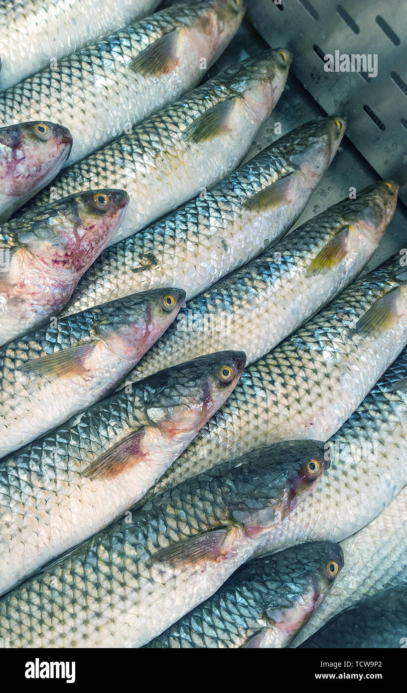 fresh fish Mullet, in market Stock Photo Alamy
