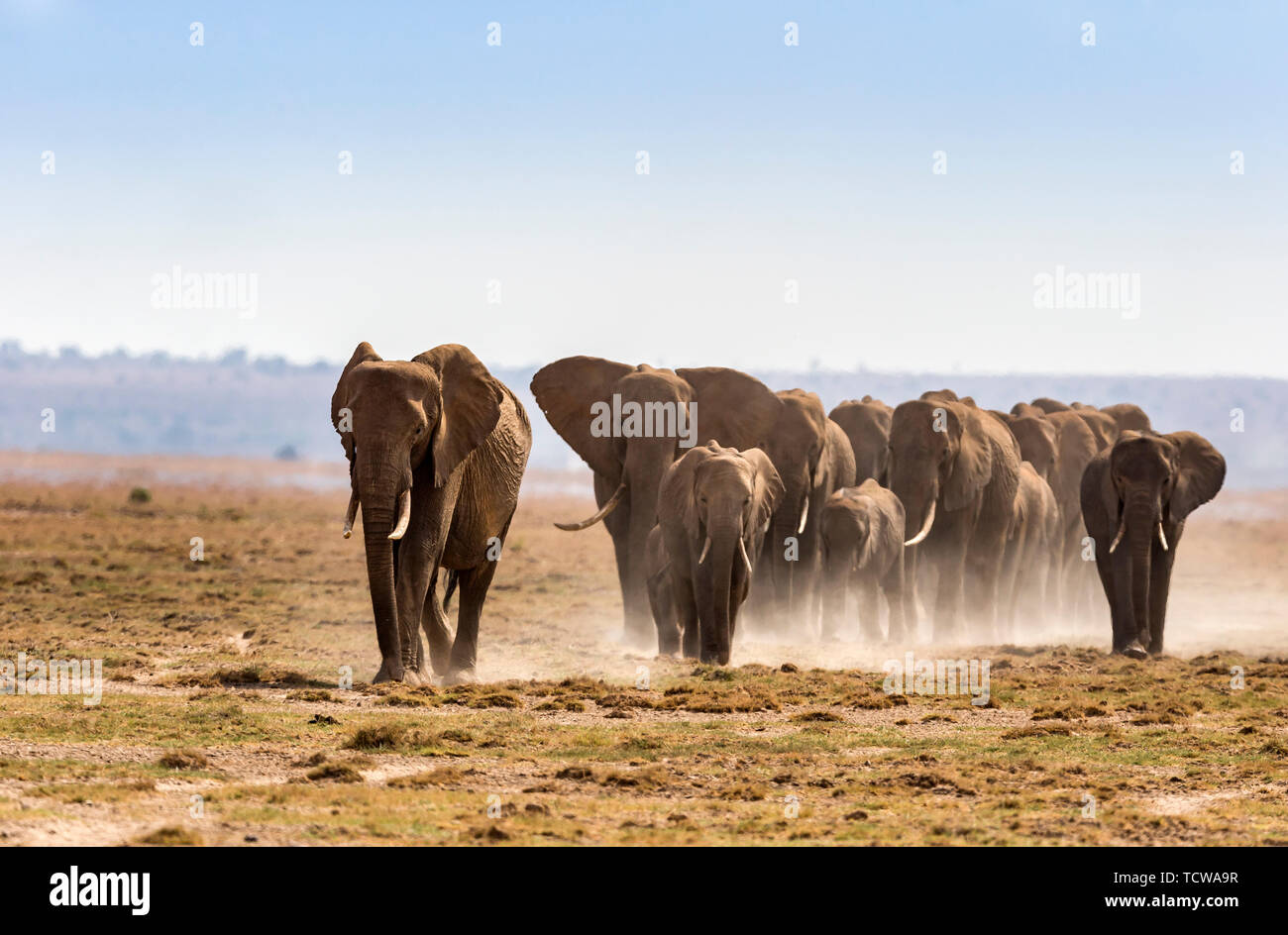 Elephants on African grasslands. African elephants, East Africa, Kenya, Amboseli National Park Stock Photo
