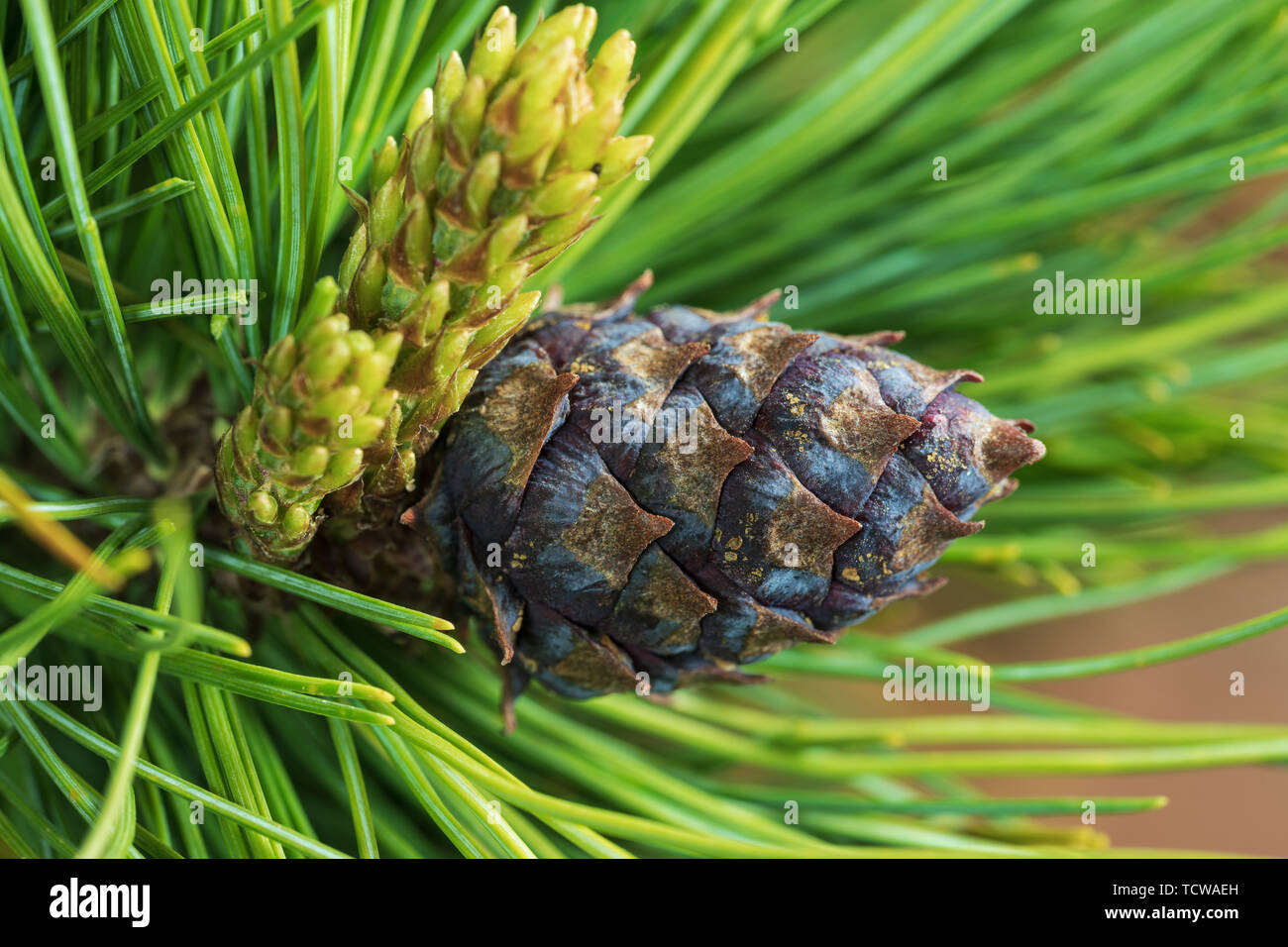 Cones of evergreen dwarf Siberian pine (Pinus Pumila). Close-up natural floral background, Christmas spirit. Stock Photo