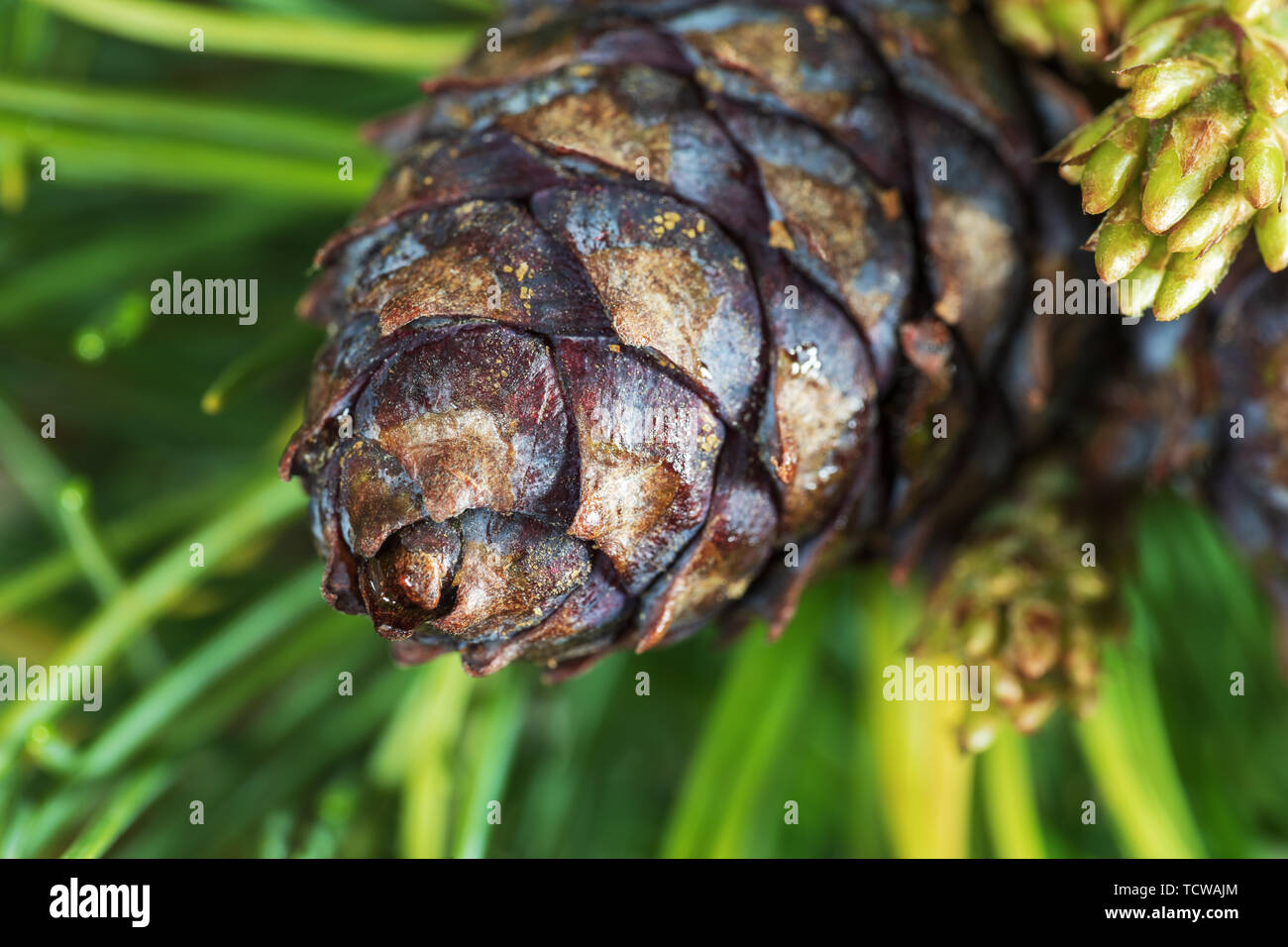 Cone with nut of Japanese Stone Pine (Pinus Pumila). Closeup natural floral background, Christmas spirit. Stock Photo