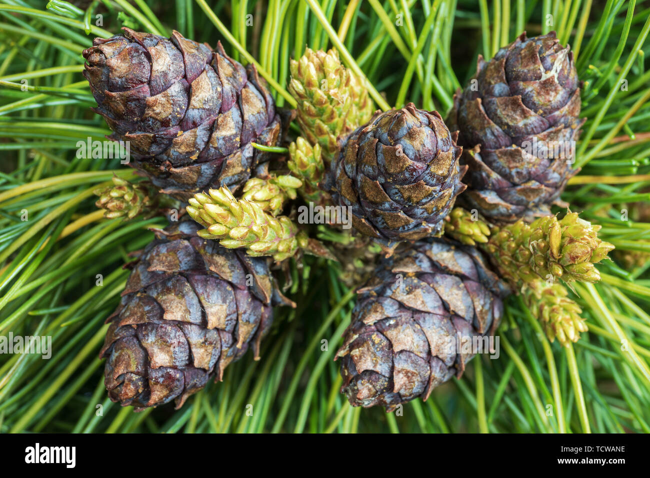 Top view of five cones of evergreen Siberian dwarf pine (Pinus Pumila). Closeup natural floral background, Christmas mood. Stock Photo
