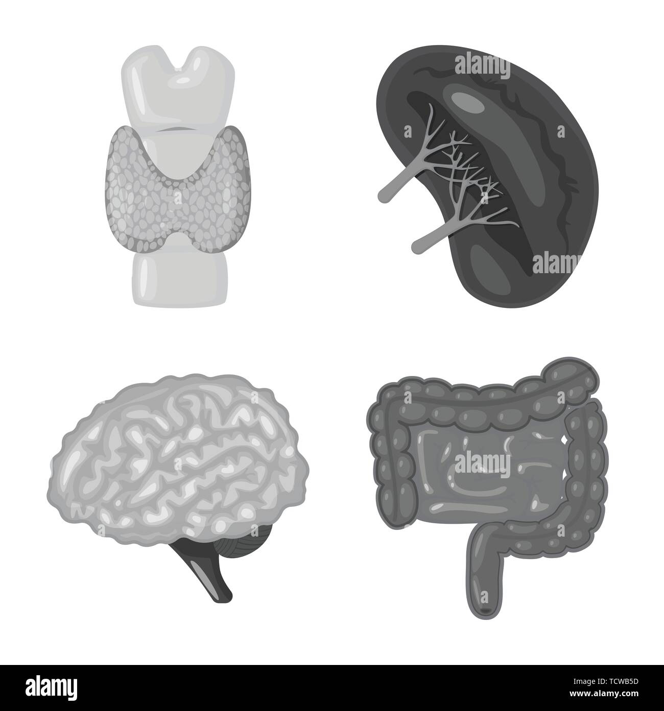 Vector design of internal and medical icon. Set of internal and health ...