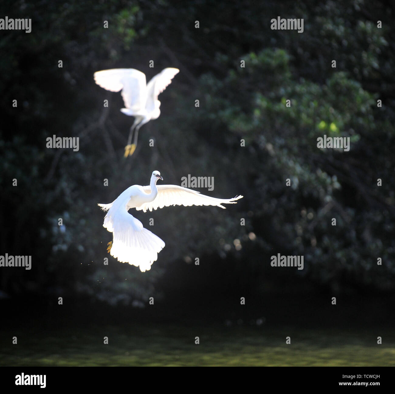 Flying bird fishing Stock Photo Alamy