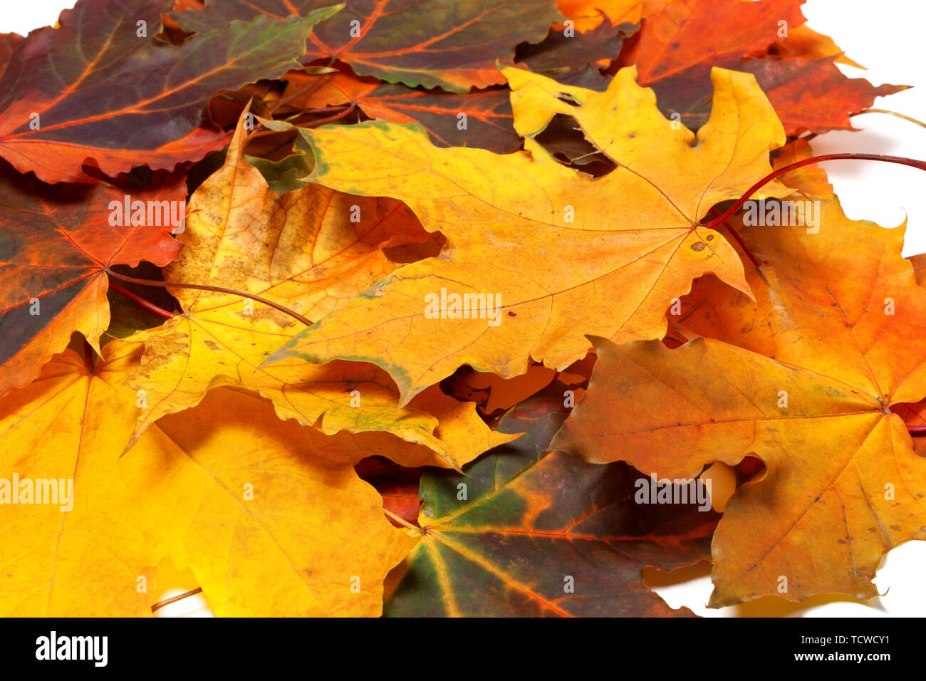 Multi colored maple leaves hi-res stock photography and images - Alamy