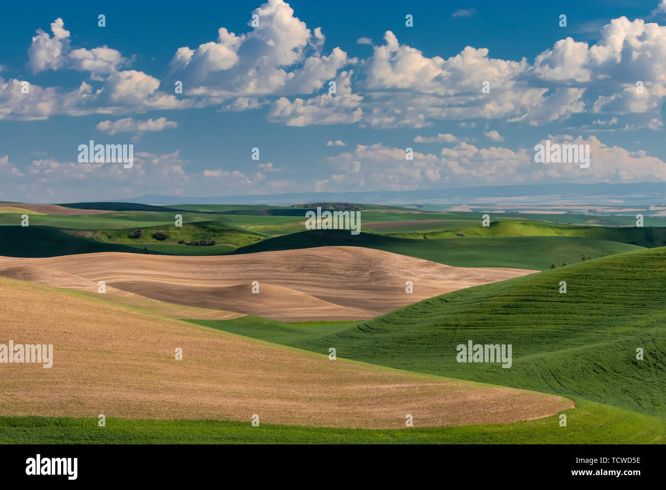 Rolling hills and grain field patterns of the Palouse, Washington, USA