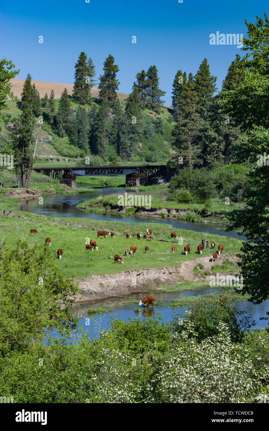 A herd of cattle grazing beside a stream in a valley pasture near the village of Palouse, Washington, USA. Stock Photo