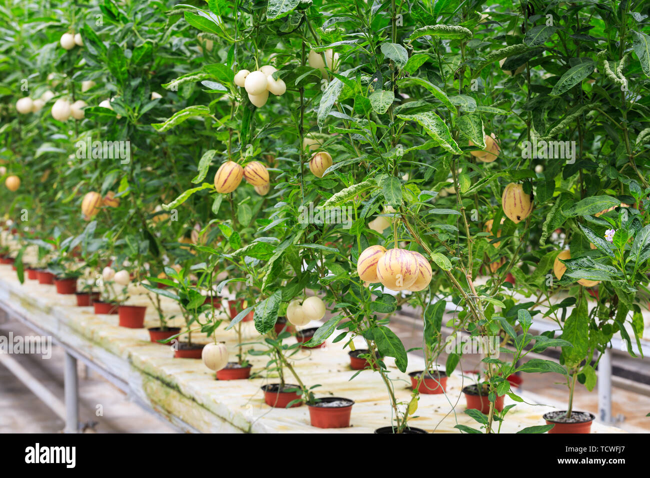 Ginseng fruit planting Stock Photo - Alamy