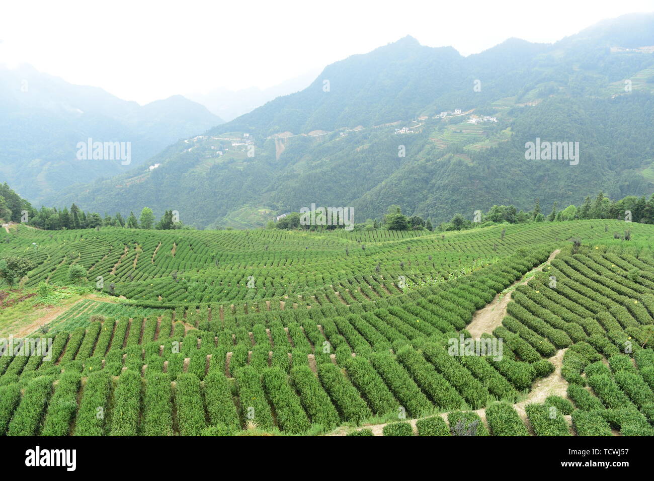 Tea garden scenery Stock Photo - Alamy
