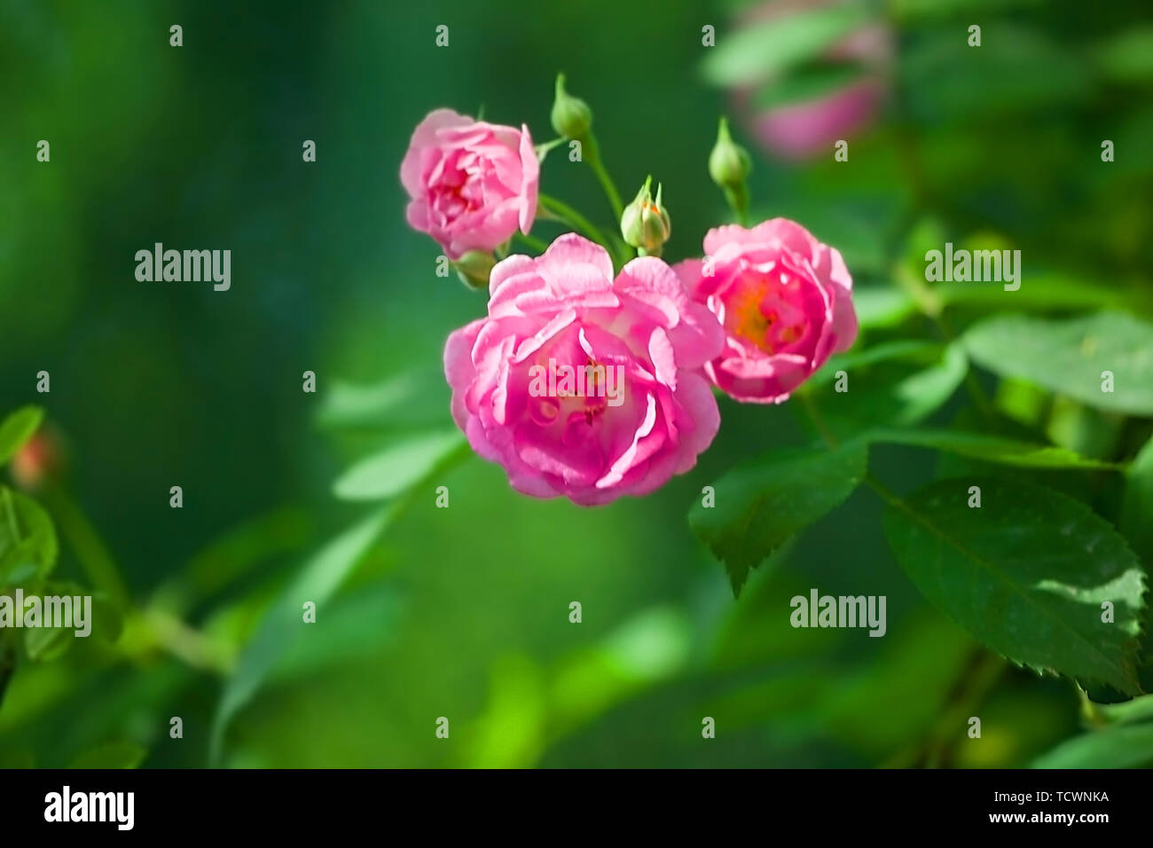 Nanjing Yuhuatai martyrs cemetery rose flowers. Stock Photo