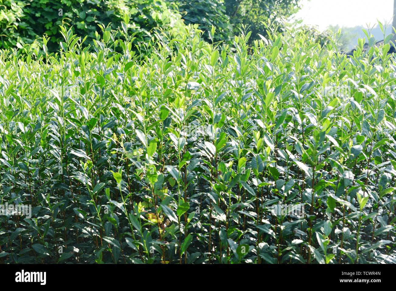 High Definition Picture Of Tea Garden Tea Stock Photo Alamy