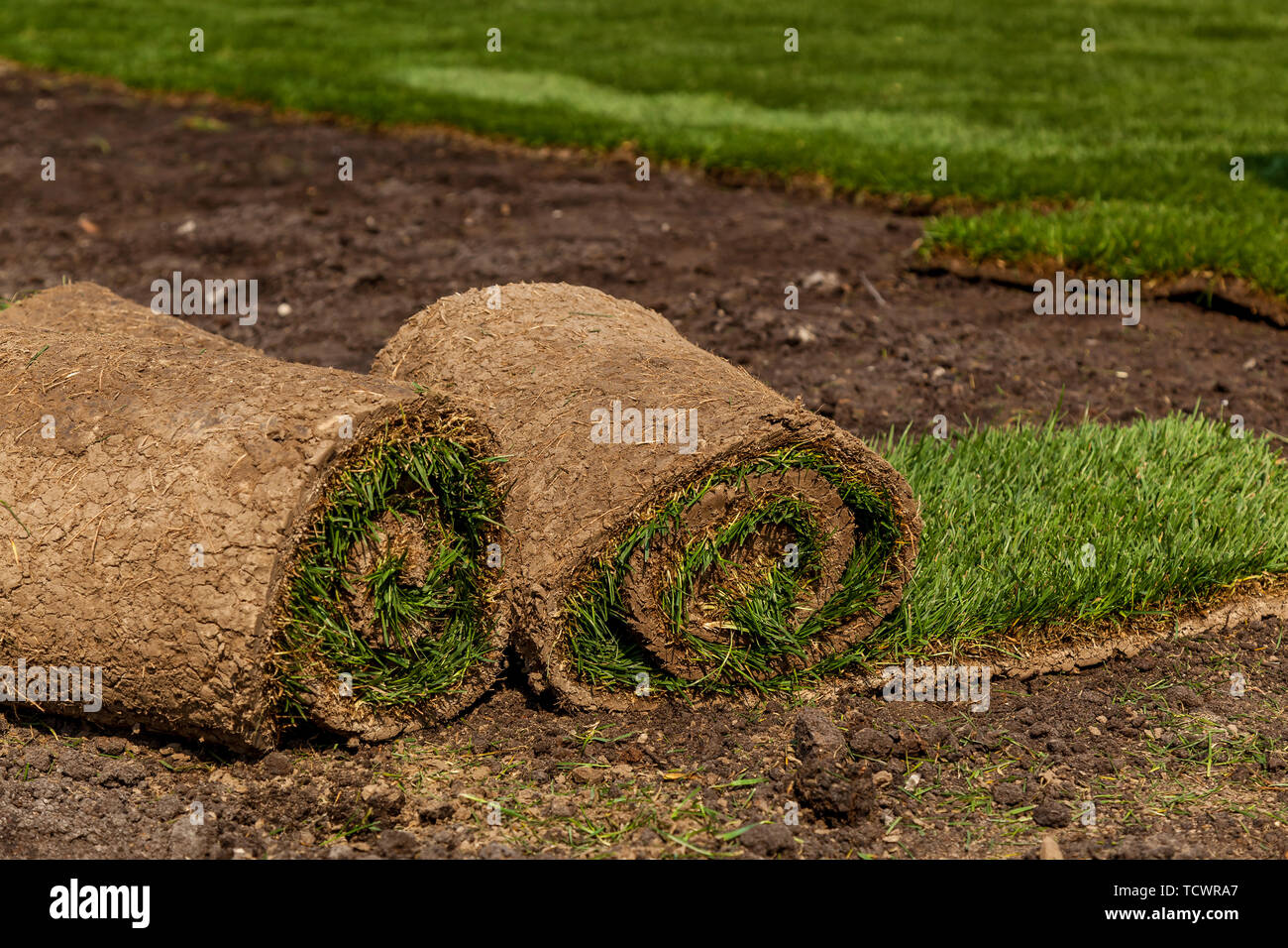 Green grass in rolls for lawn and designer landscape. The stacking of roll green lawn grass
