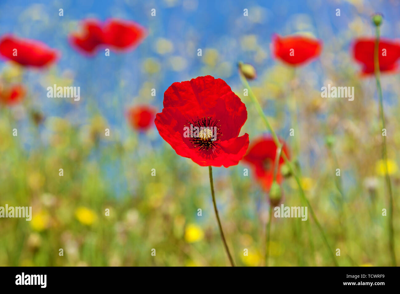Red poppies in the green grass against the blue sky Stock Photo - Alamy