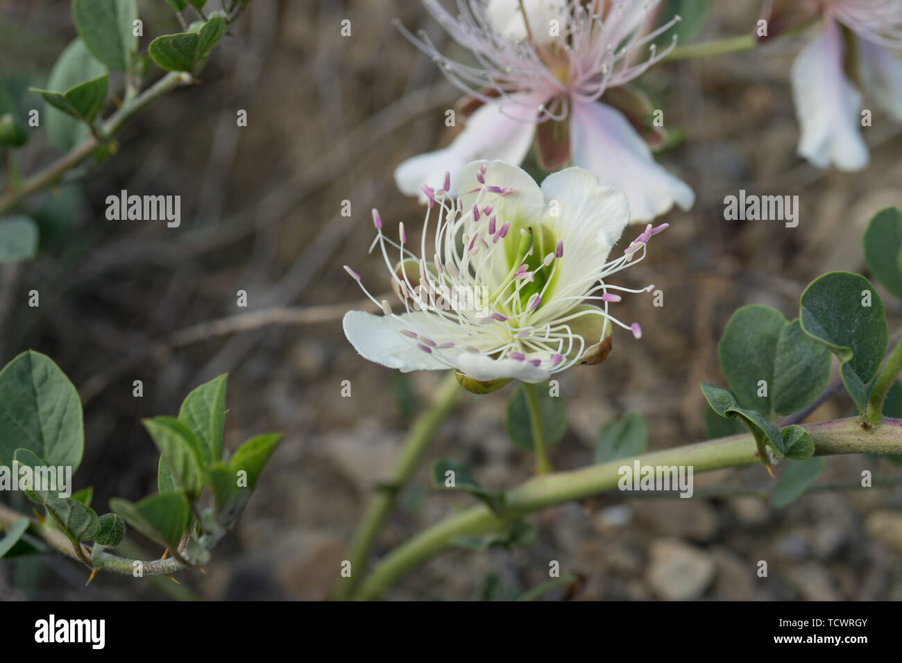 Three caper flowers under sunlightFlowers of capers on the Bush on the