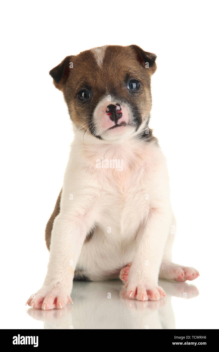 Beautiful little puppy isolated on white Stock Photo - Alamy