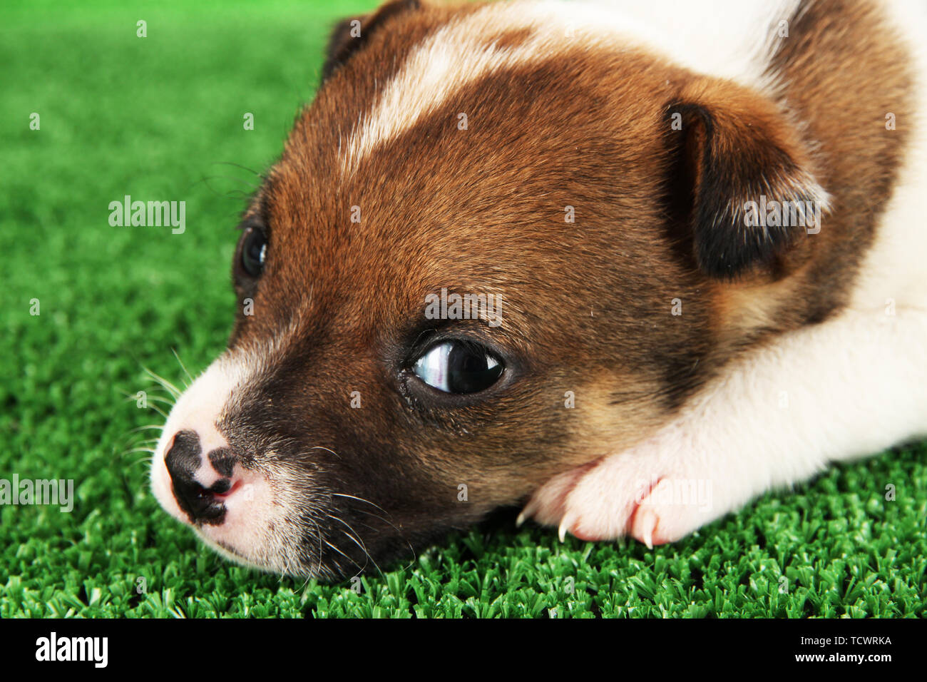 Beautiful little puppy on green grass Stock Photo - Alamy