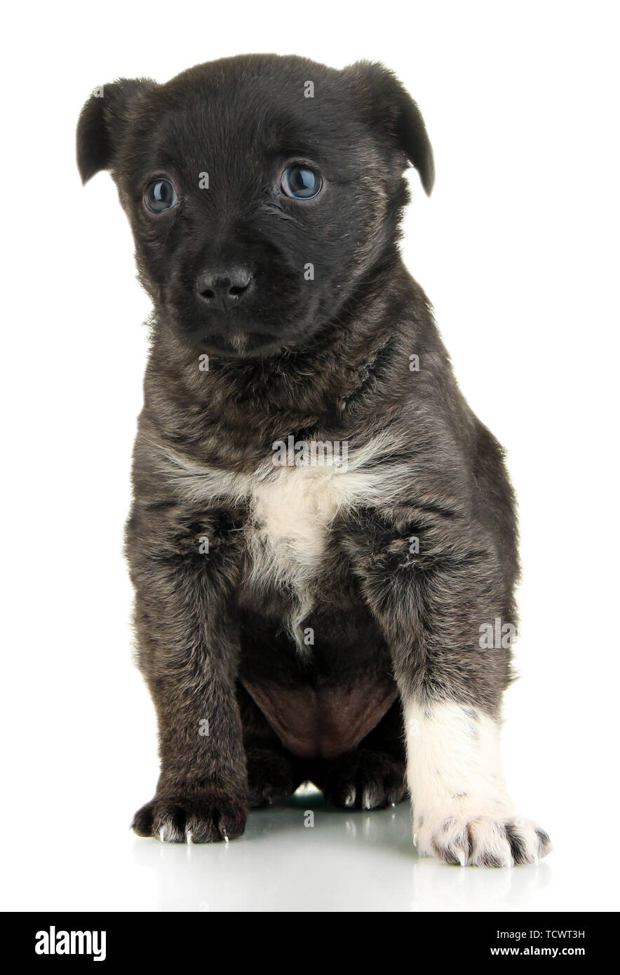 Cute puppy isolated on white Stock Photo - Alamy