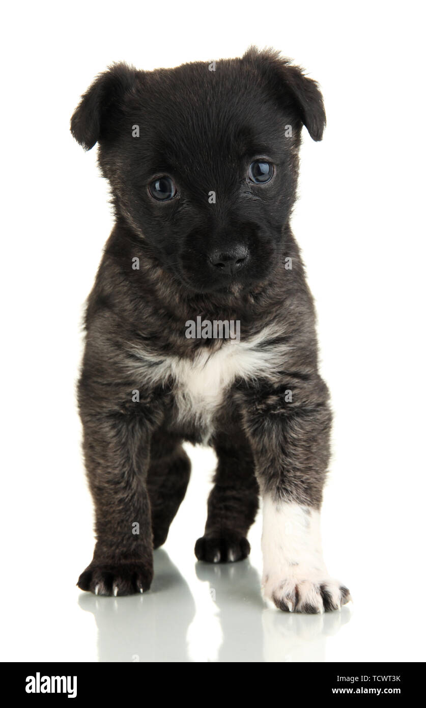 Cute puppy isolated on white Stock Photo - Alamy
