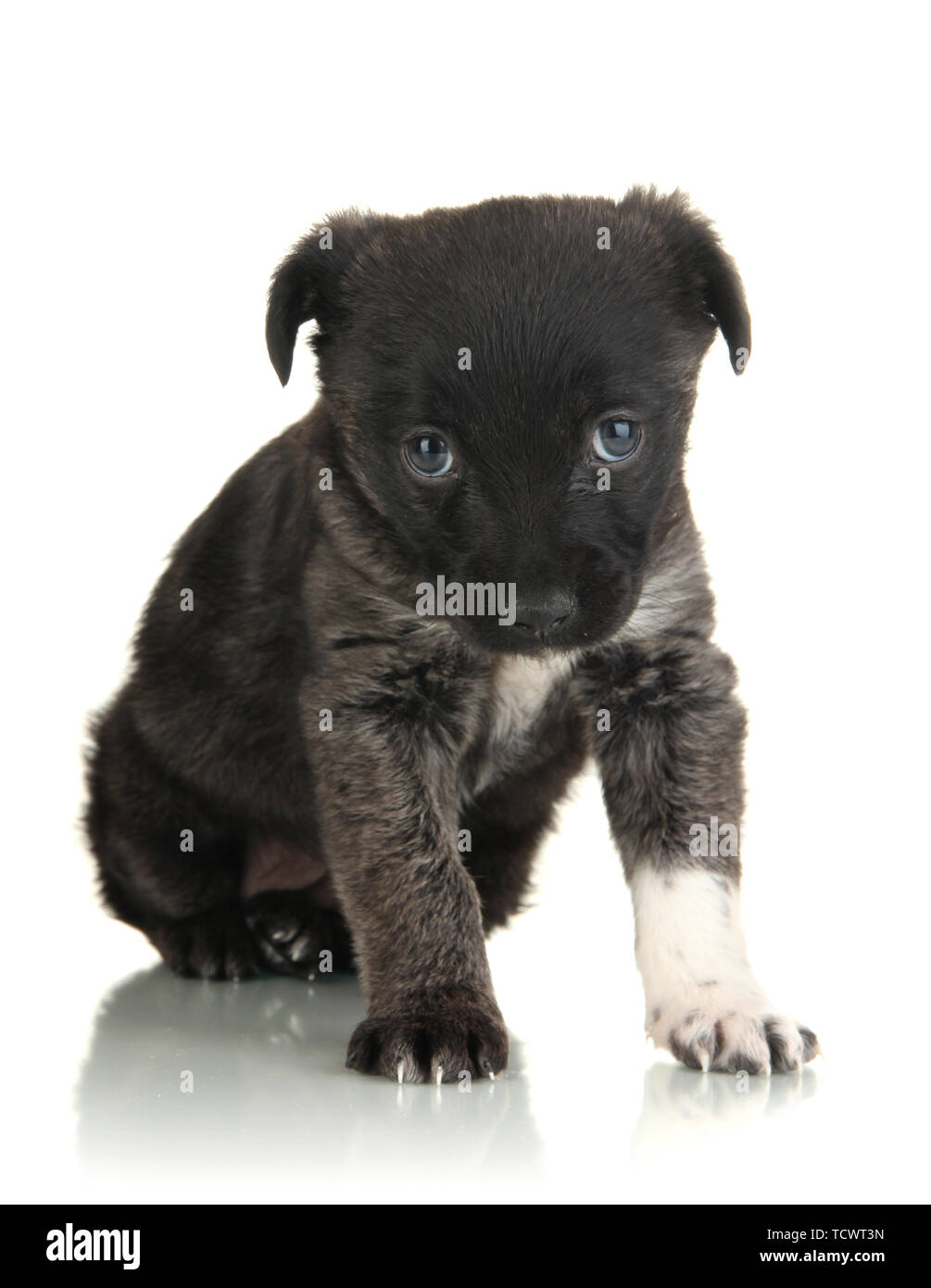 Cute puppy isolated on white Stock Photo - Alamy