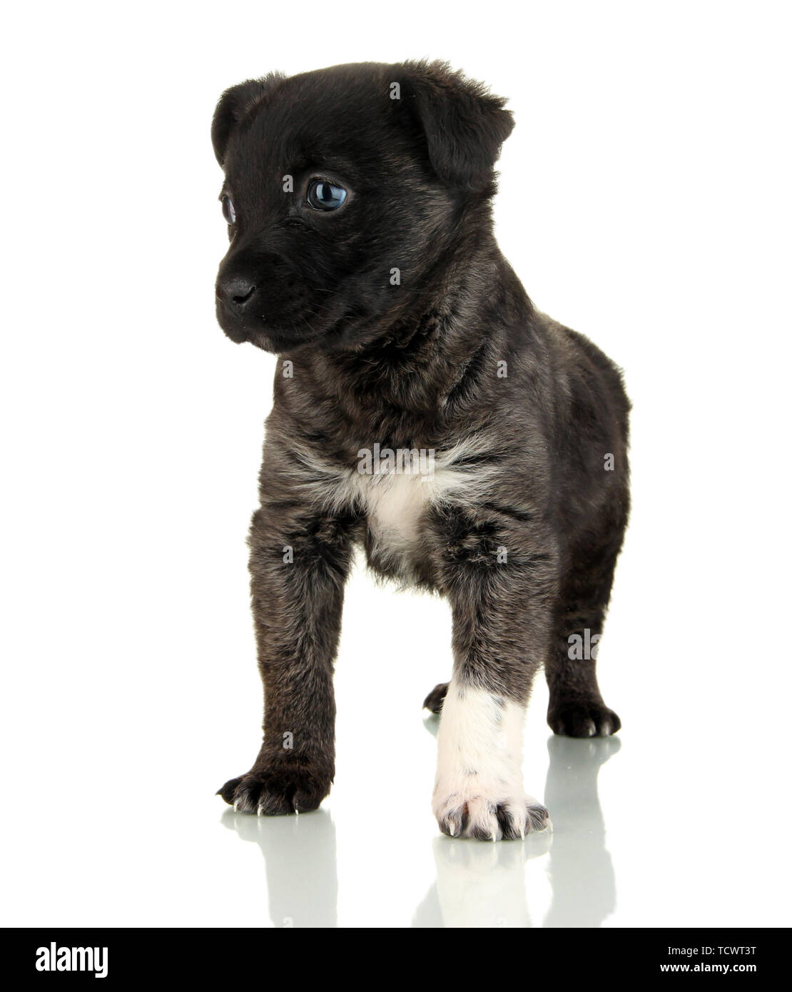 Cute puppy isolated on white Stock Photo - Alamy