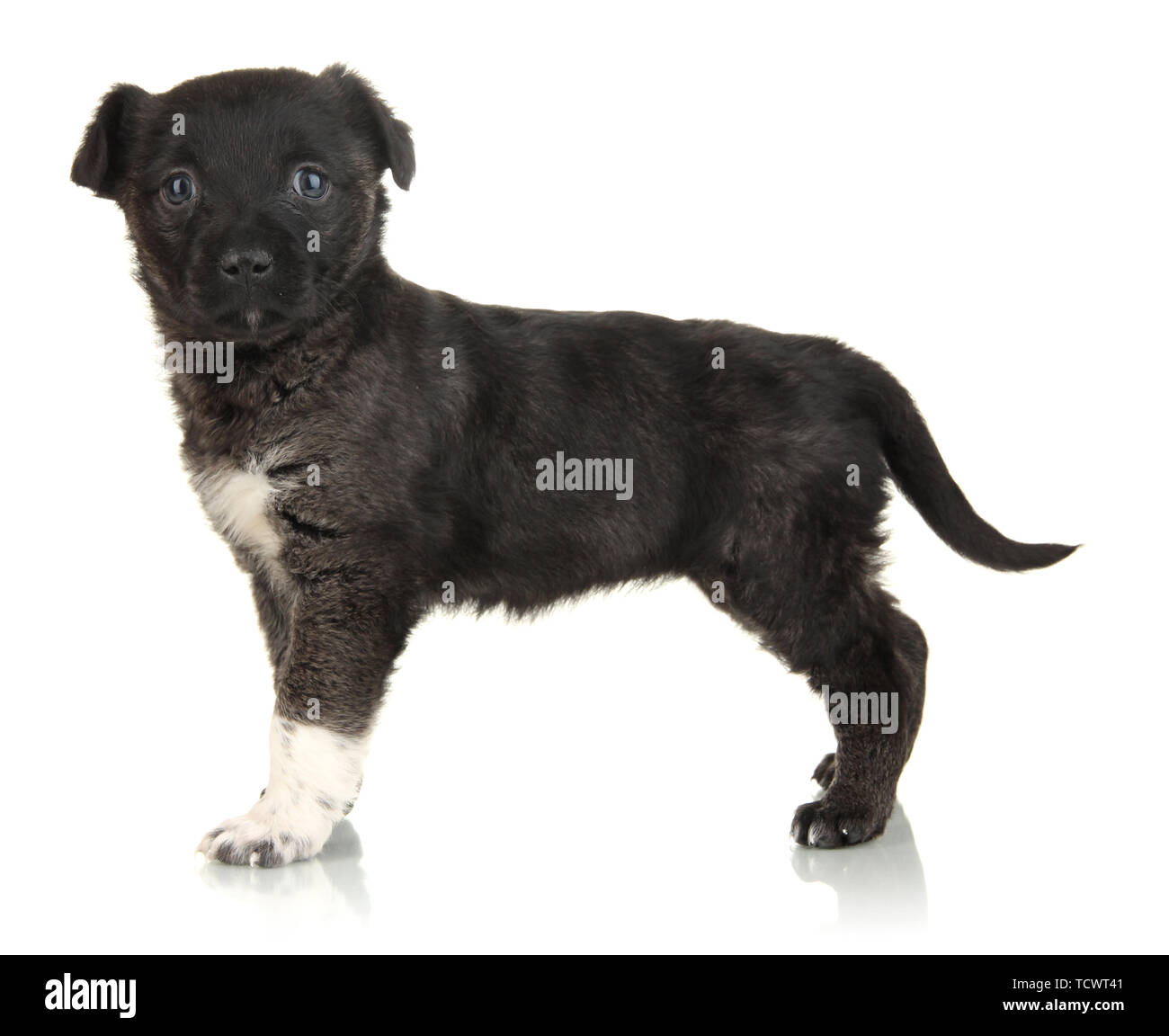 Cute puppy isolated on white Stock Photo - Alamy