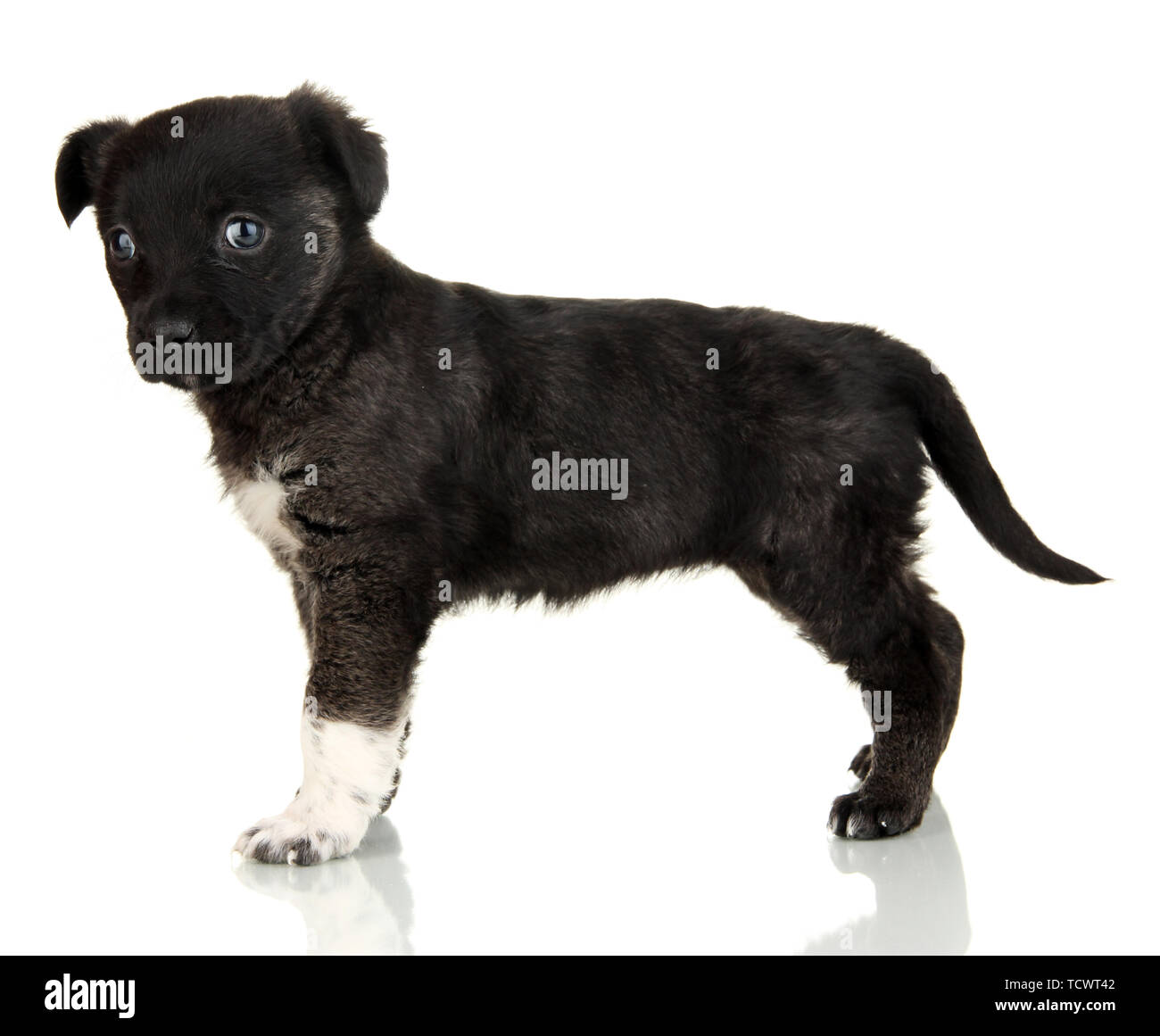 Cute puppy isolated on white Stock Photo - Alamy