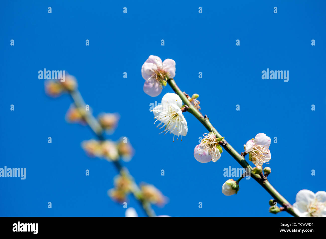 Plum blossoms in cold winter Stock Photo Alamy