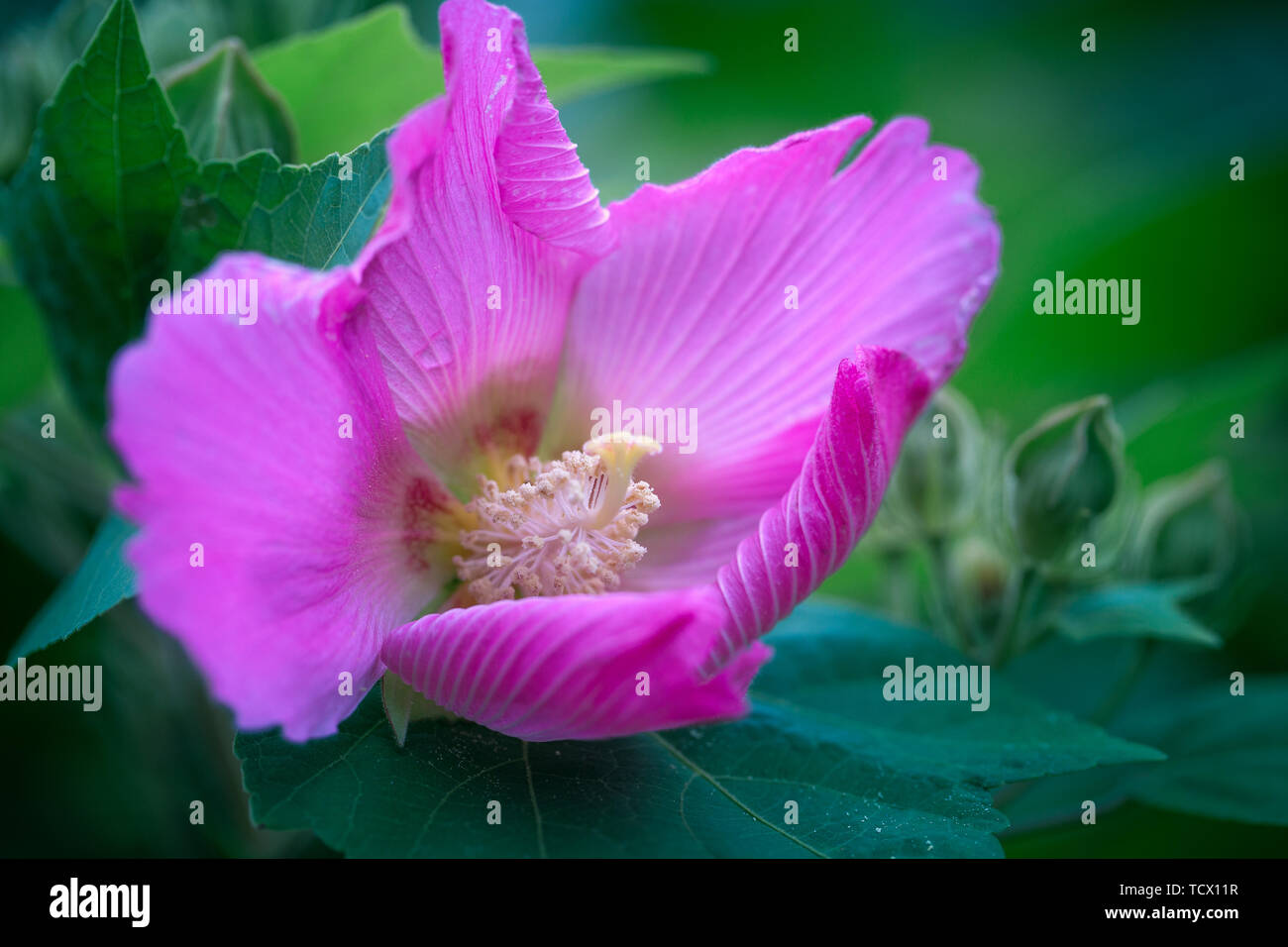 Floral wooden hibiscus Stock Photo Alamy