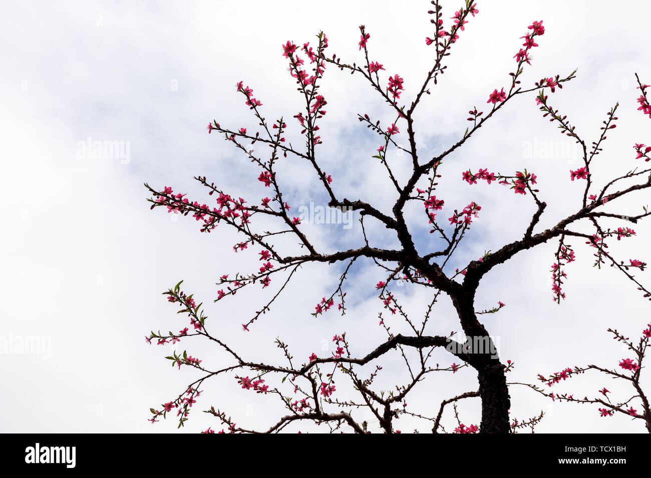 Peach blossoms in full bloom in spring Stock Photo Alamy