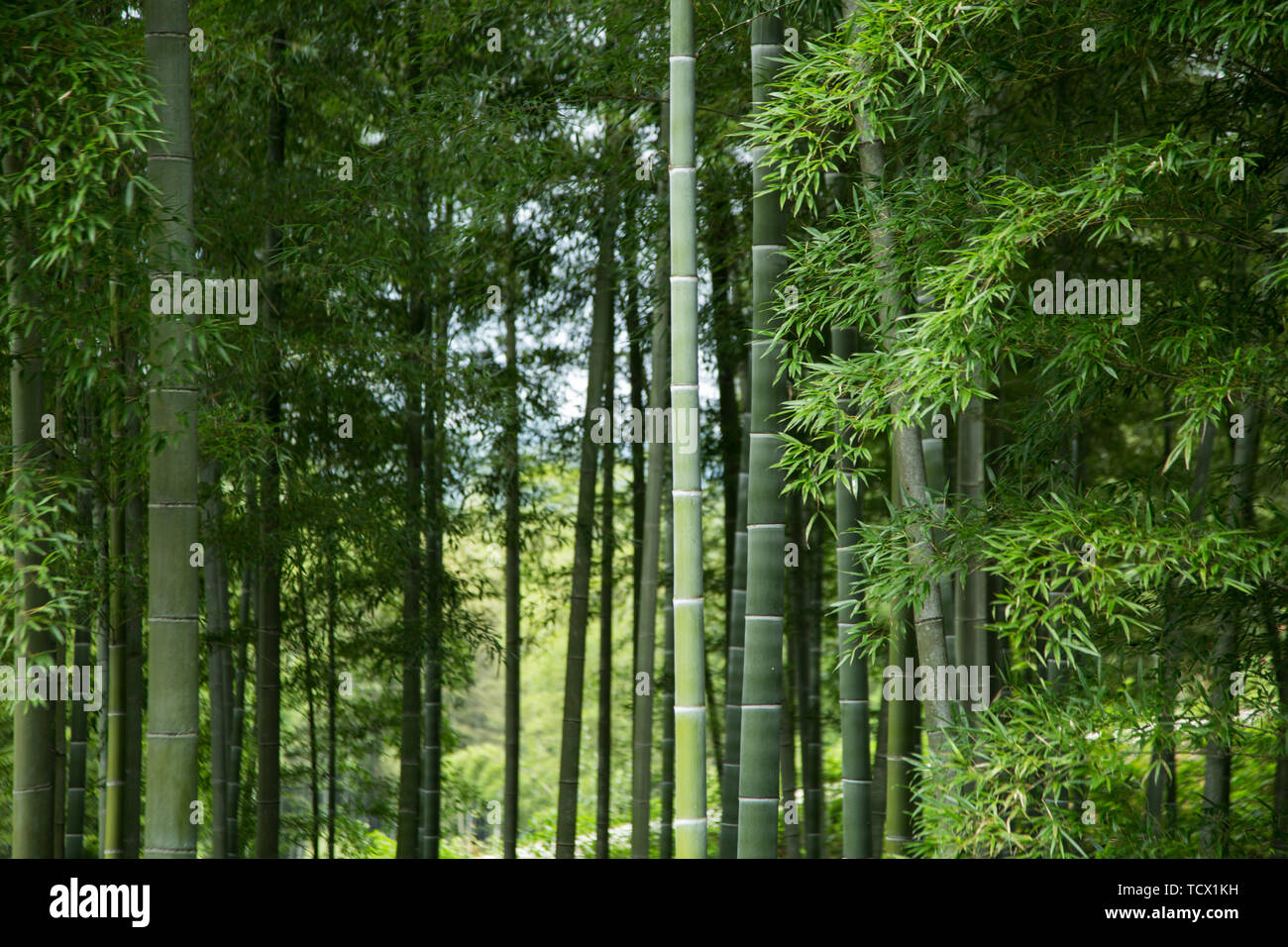 bamboo grove Stock Photo Alamy