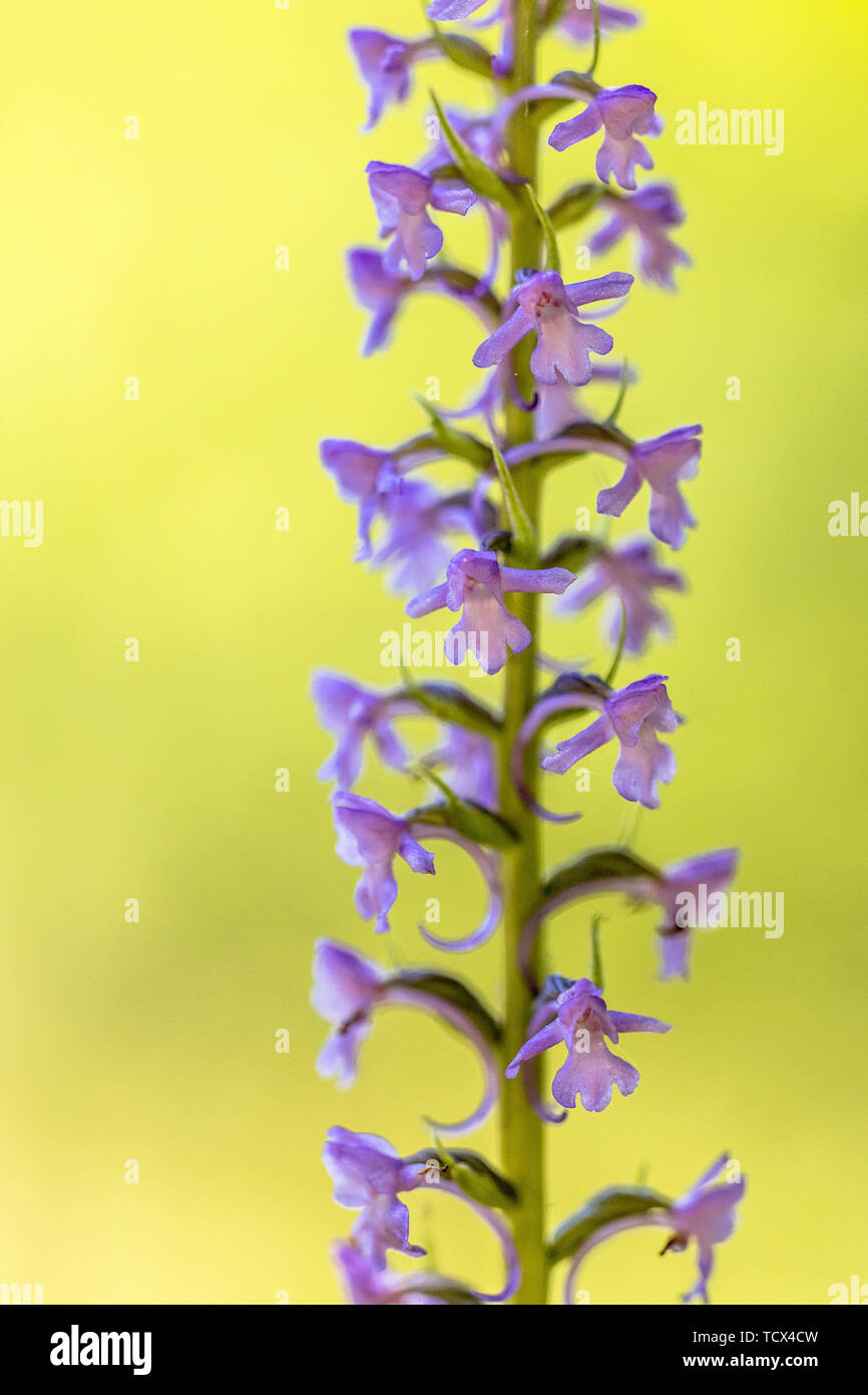 Marsh Fragrant Orchid (Gymnadenia conopsea) beautiful wild flower in calcareous grassland with bright colored background in Viroin valley Belgium Stock Photo