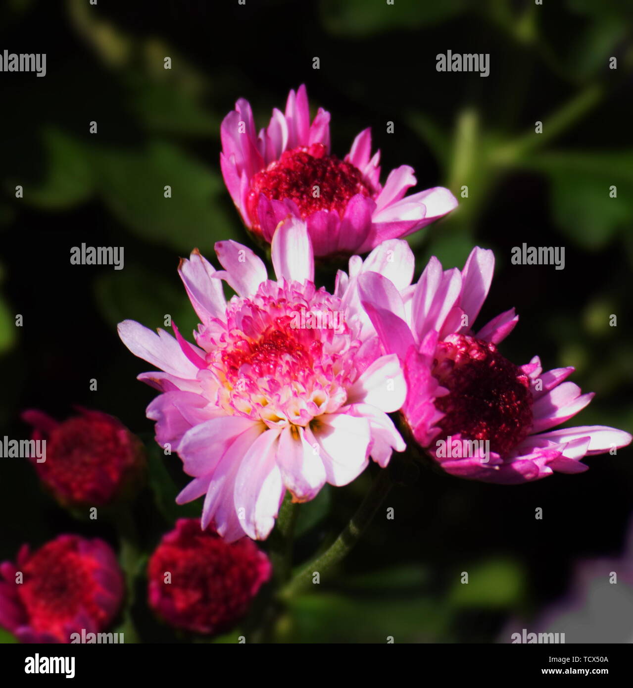 Dutch chrysanthemum hi-res stock photography and images - Alamy