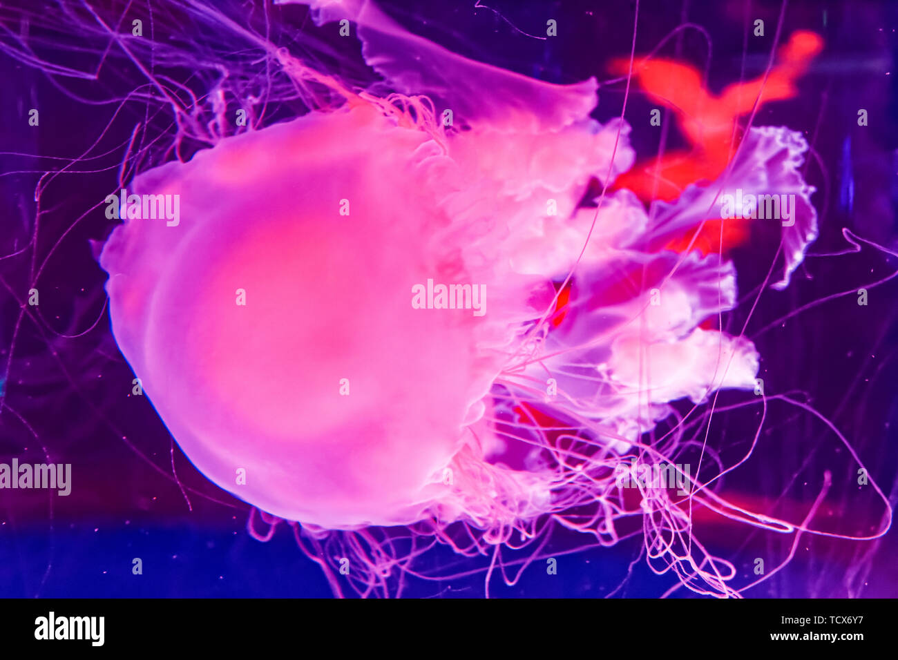 Shanghai Haichang Ocean Park jellyfish Stock Photo Alamy
