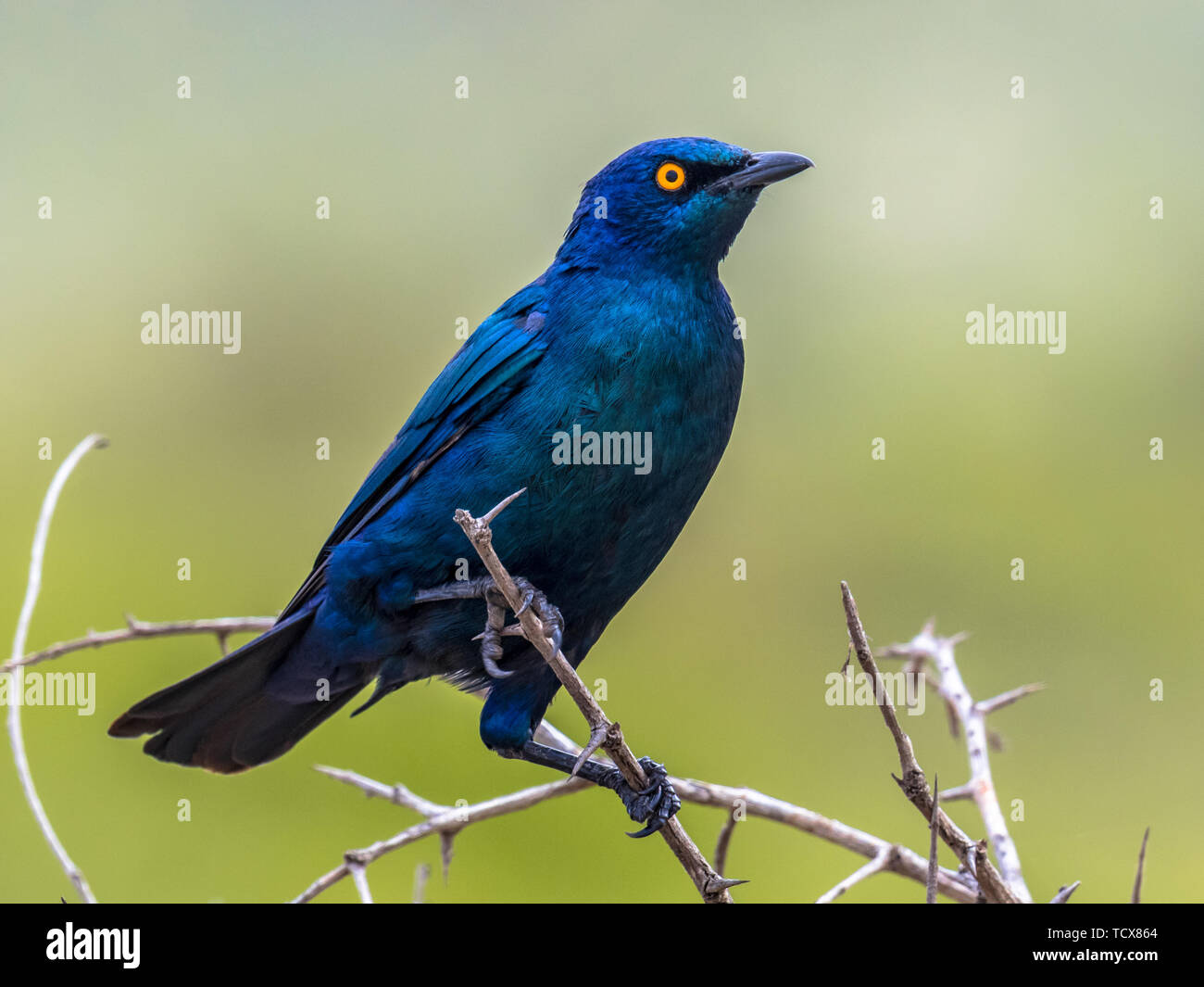 Cape glossy starling (Lamprotornis nitens) iridescent blue bird with yellow eye perched in bush with bright green background in Kruger national park S Stock Photo