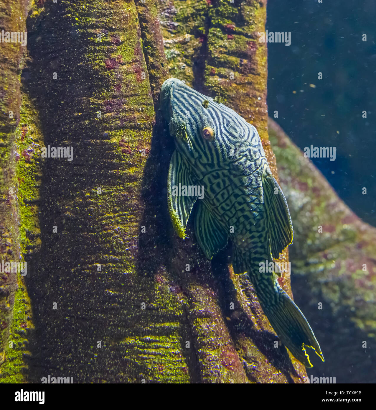 royal panaque in closeup, popular suckermouth catfish in aquaculture, Tropical fish from the Amazon basin of America Stock Photo